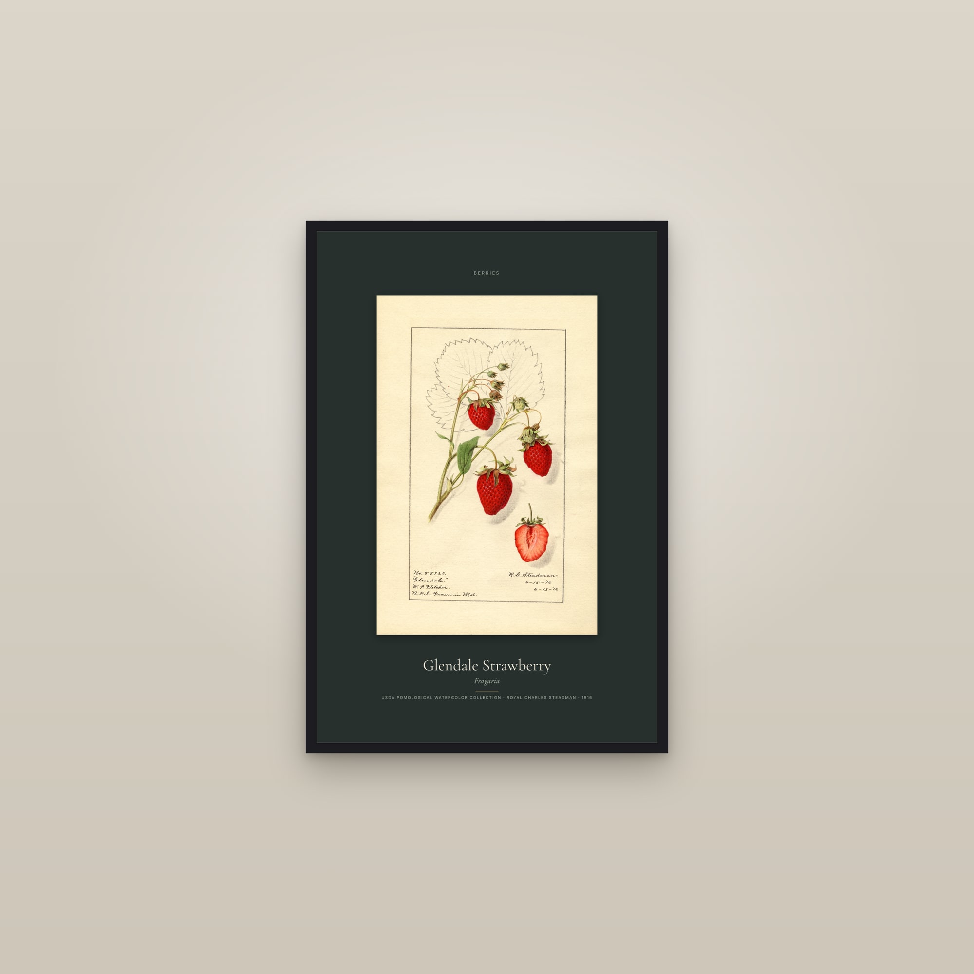 Glendale Strawberry — Specimen — framed in a gallery setting