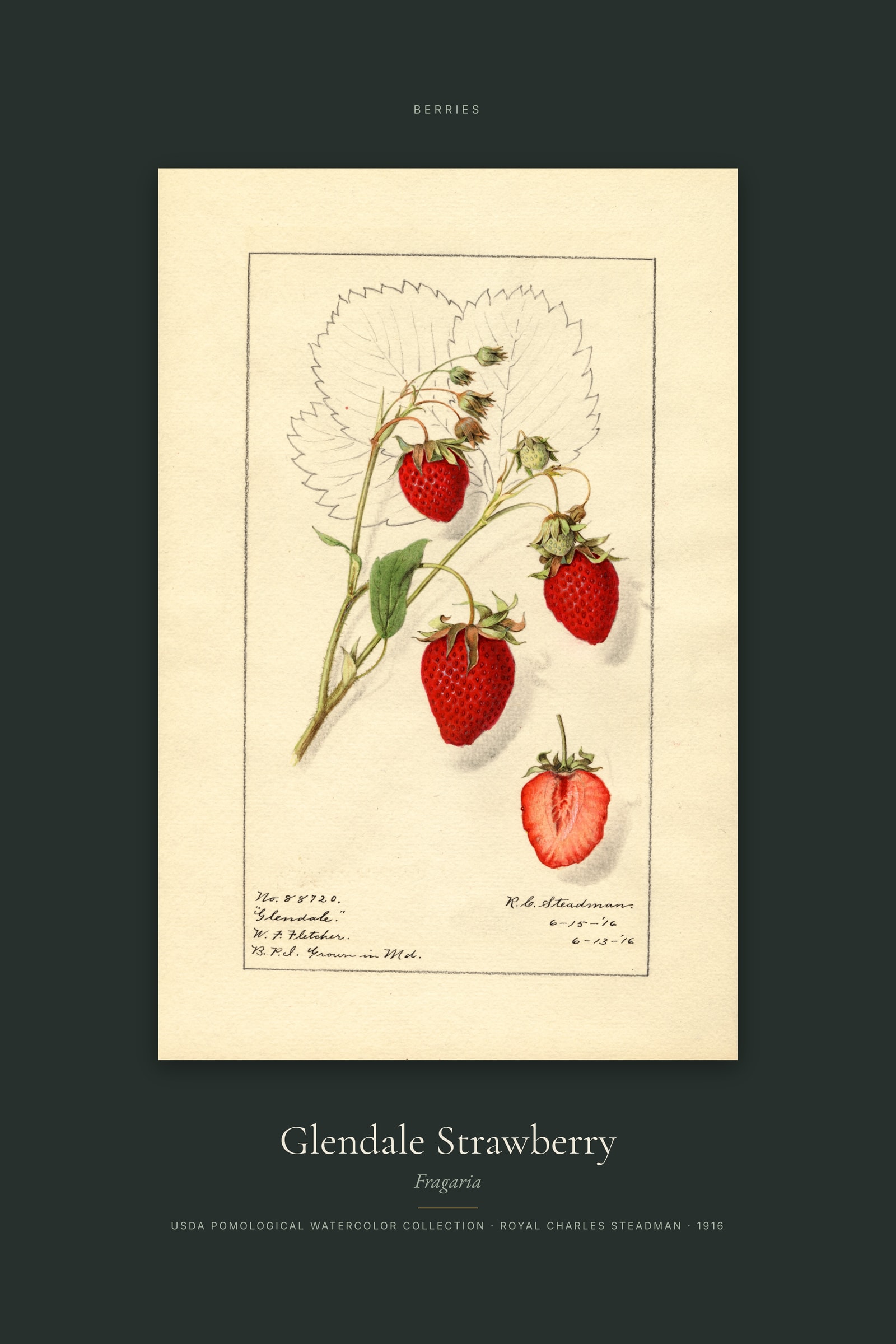 Glendale Strawberry — Specimen