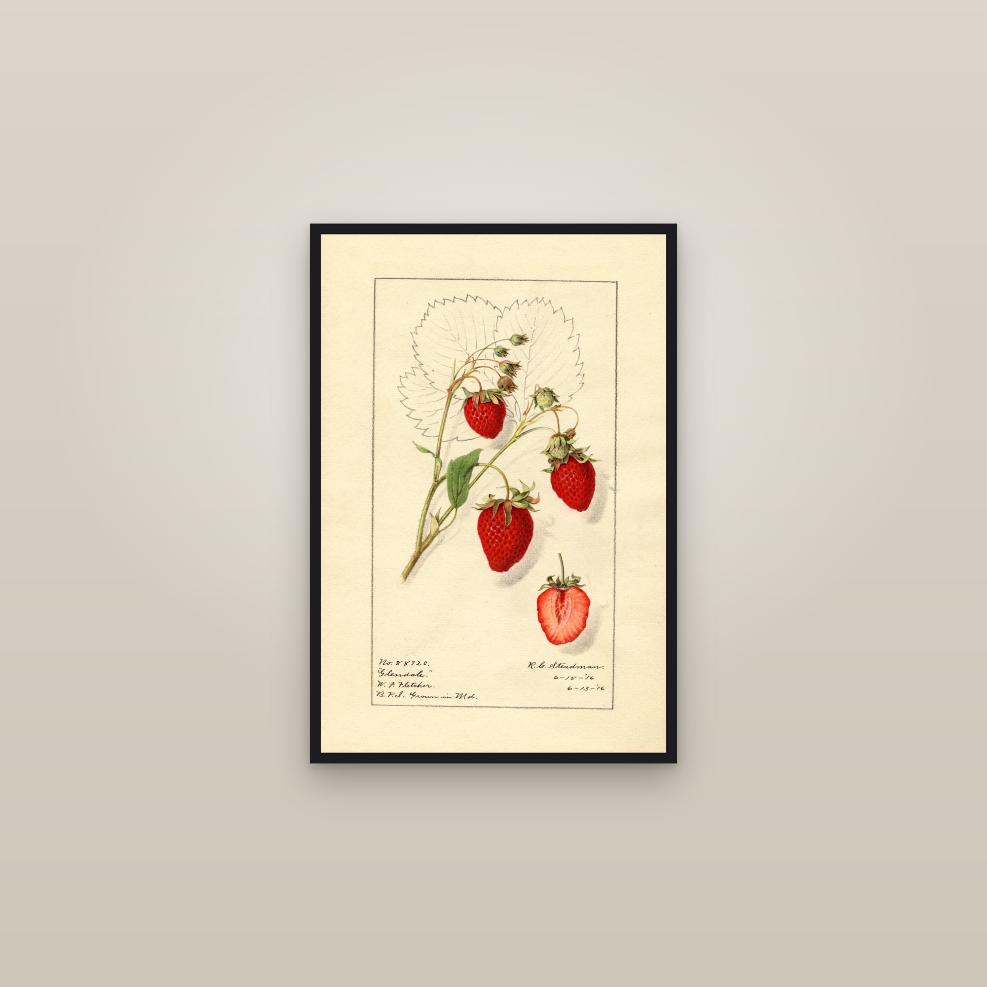 Glendale Strawberry — framed in a gallery setting