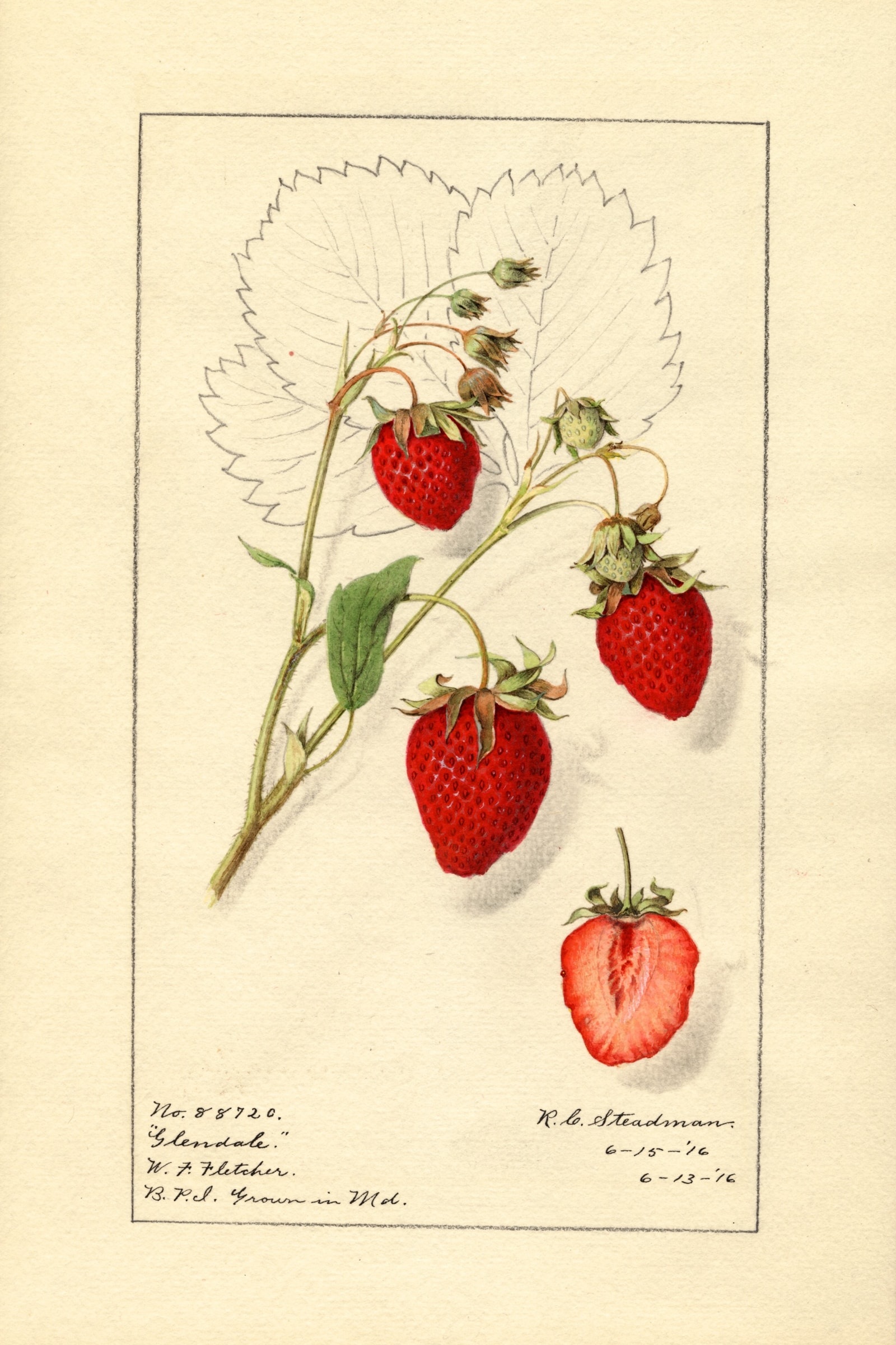 Glendale Strawberry