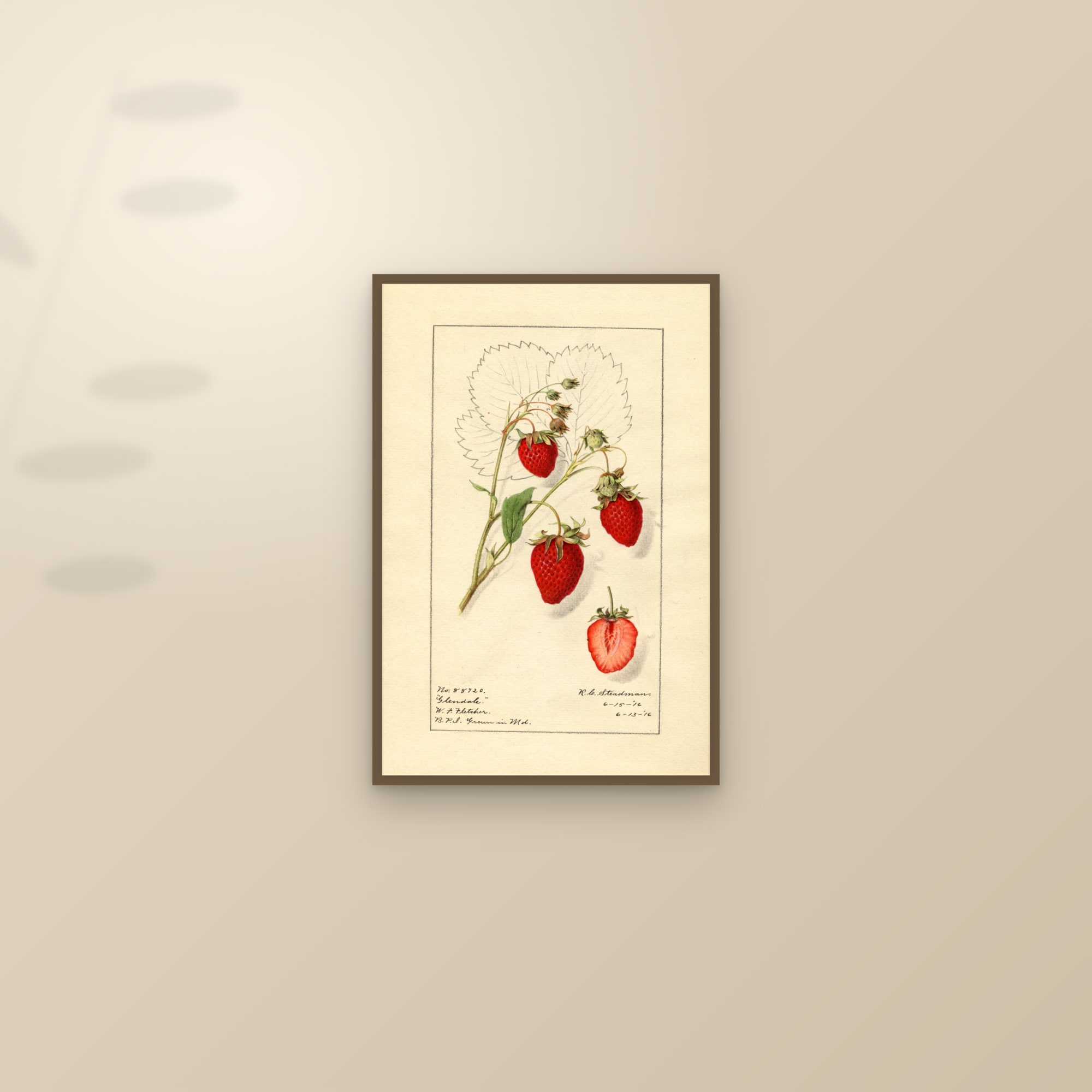 Glendale Strawberry — framed and styled on a sunlit wall