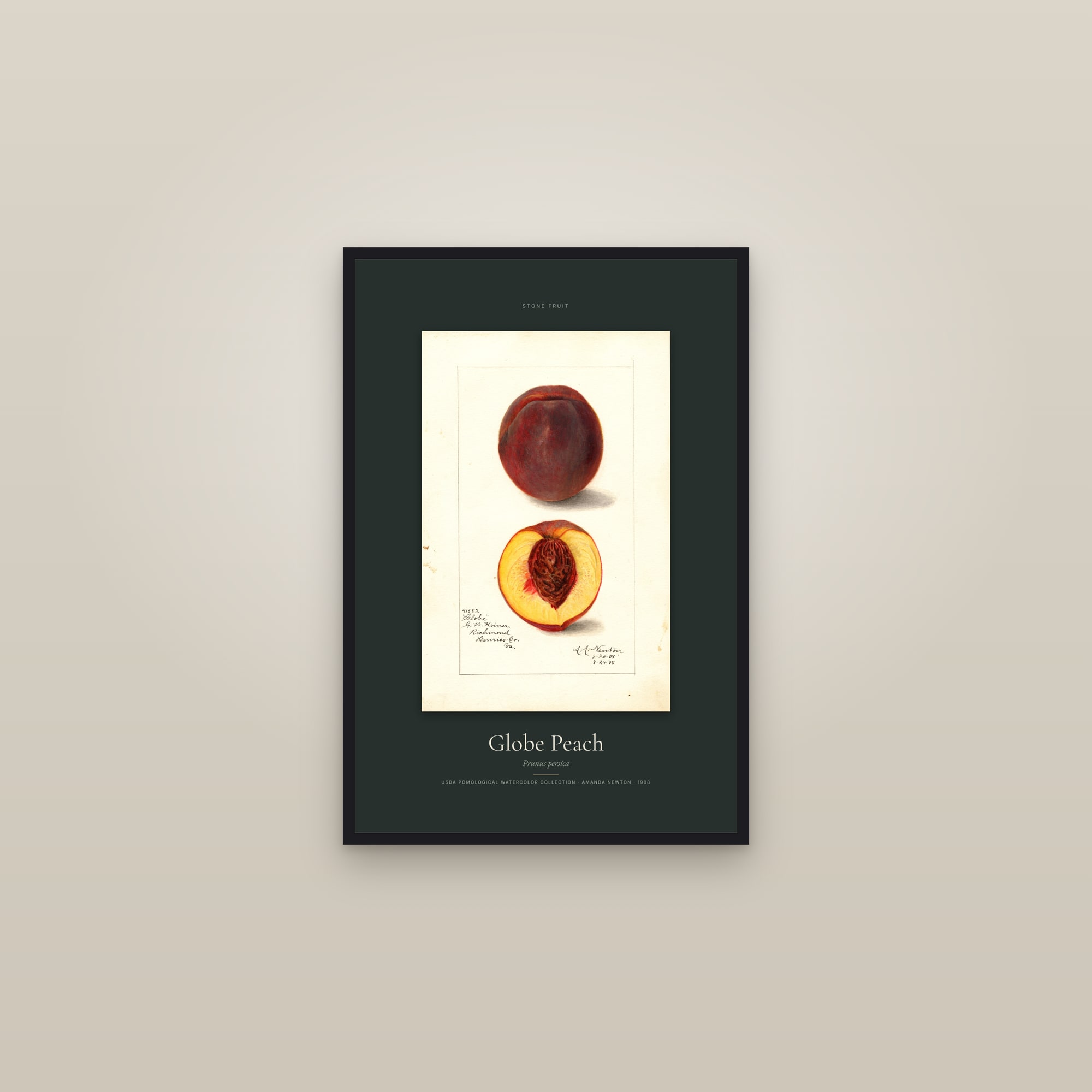 Globe Peach — Specimen — framed in a gallery setting