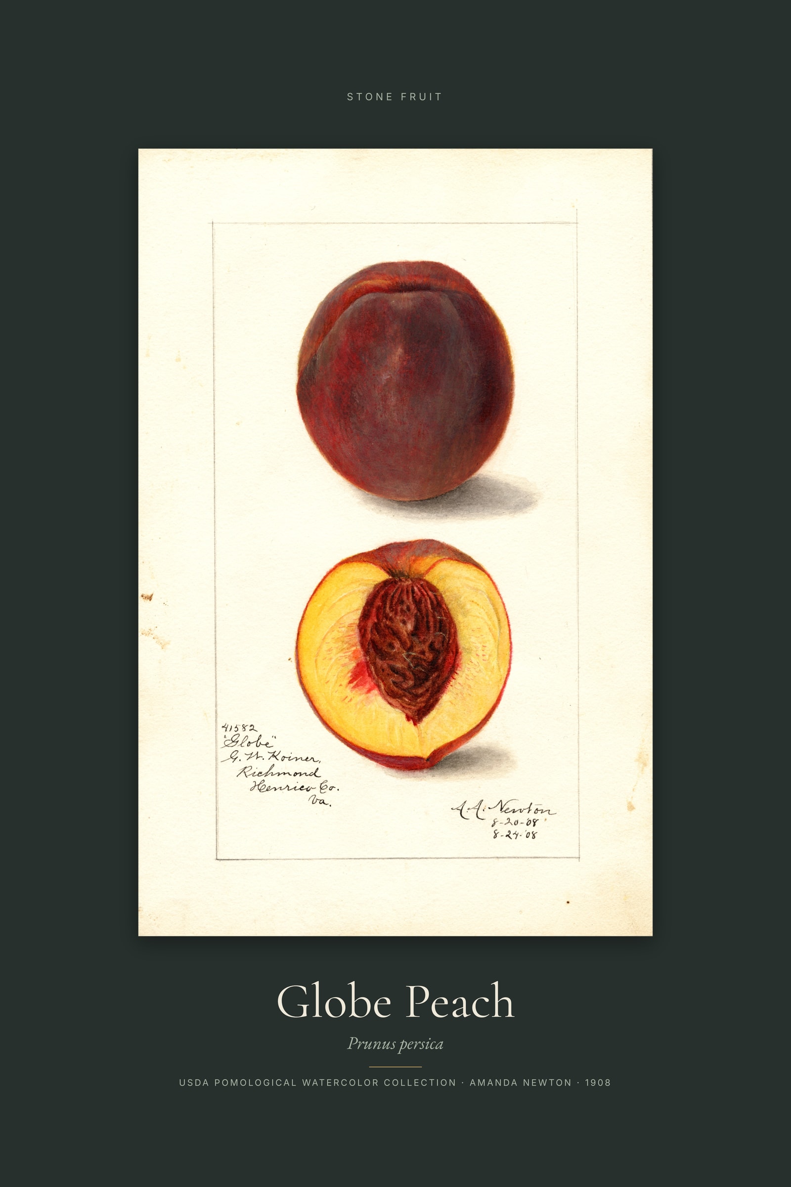 Globe Peach — Specimen