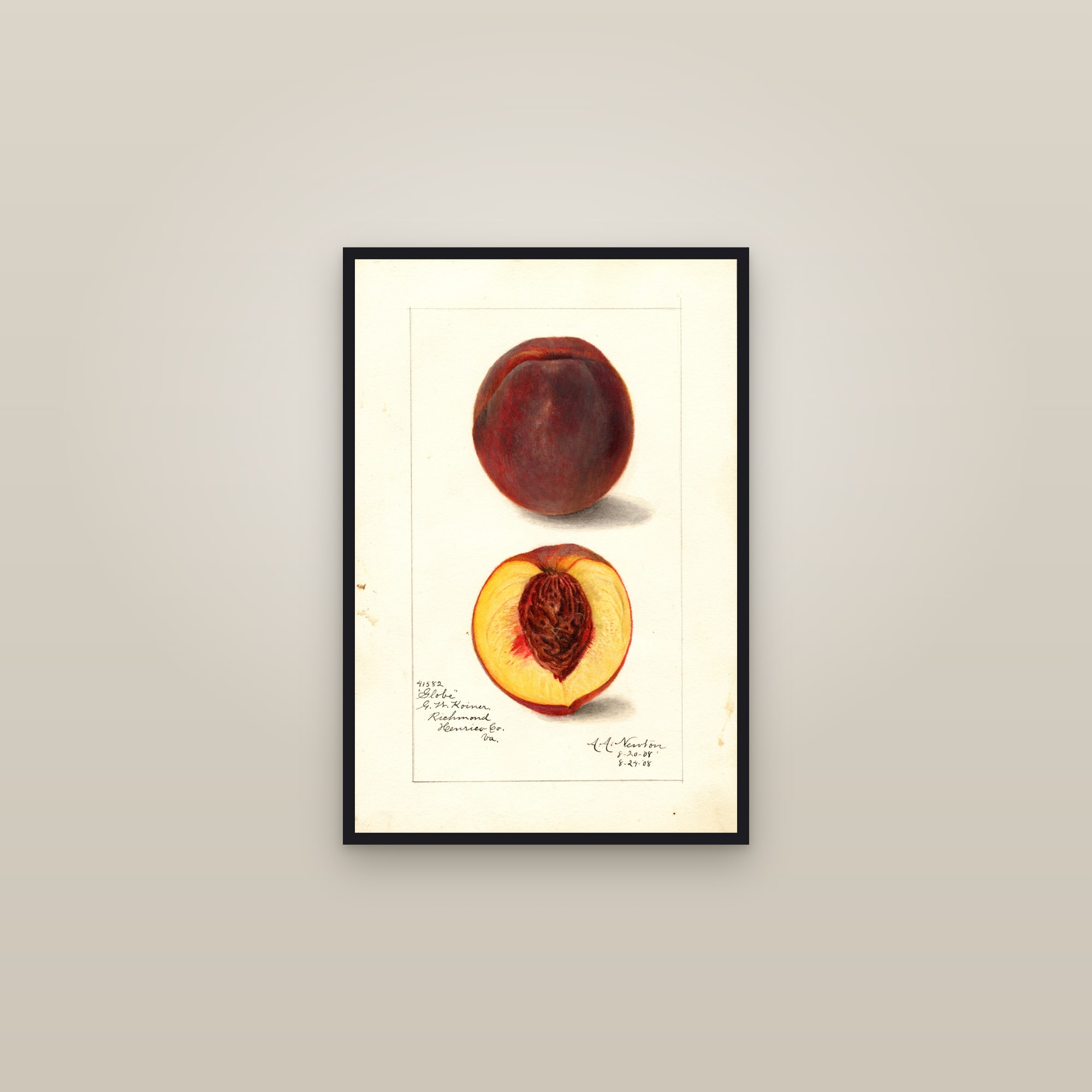 Globe Peach — framed in a gallery setting
