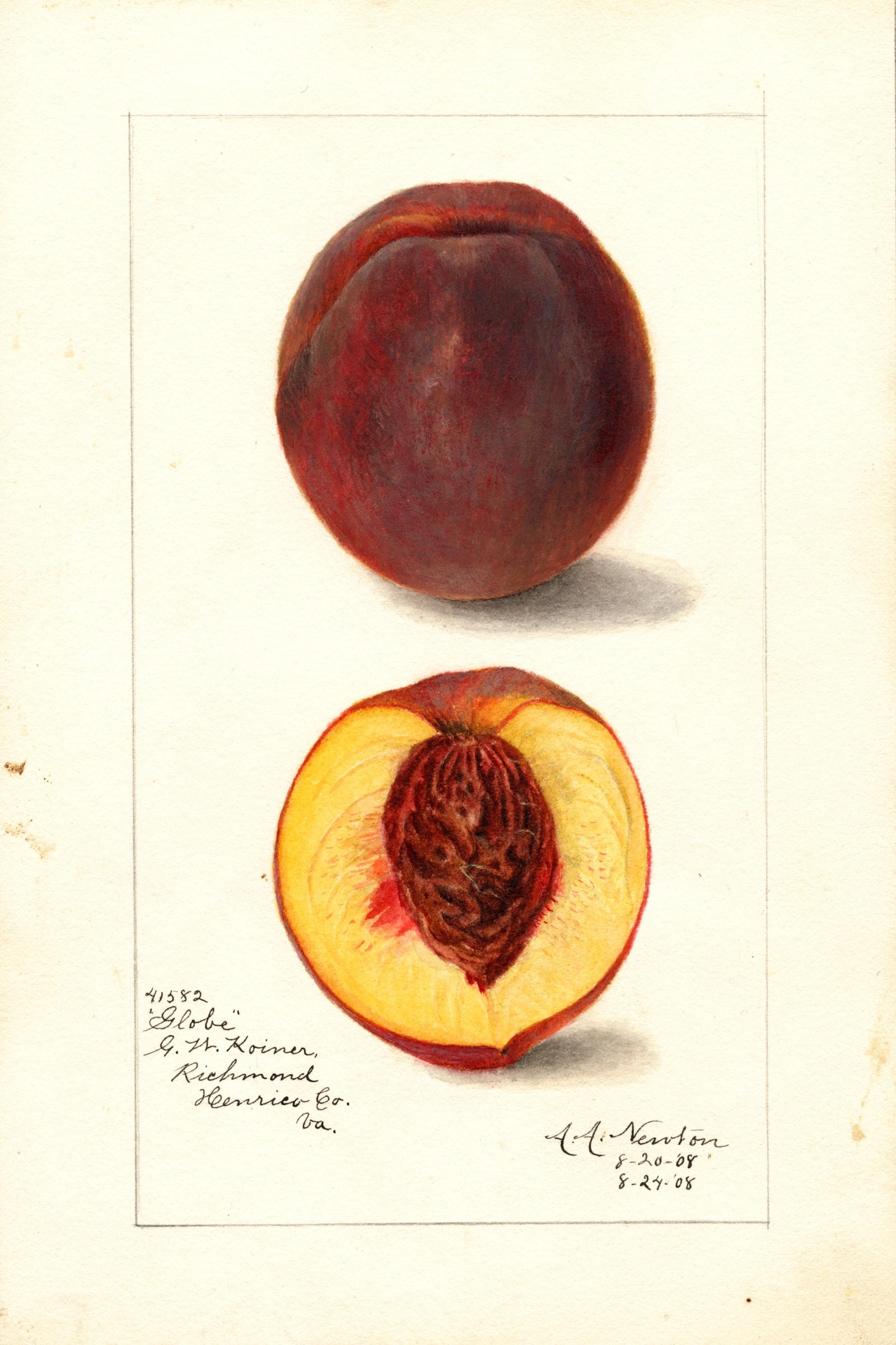 Globe Peach