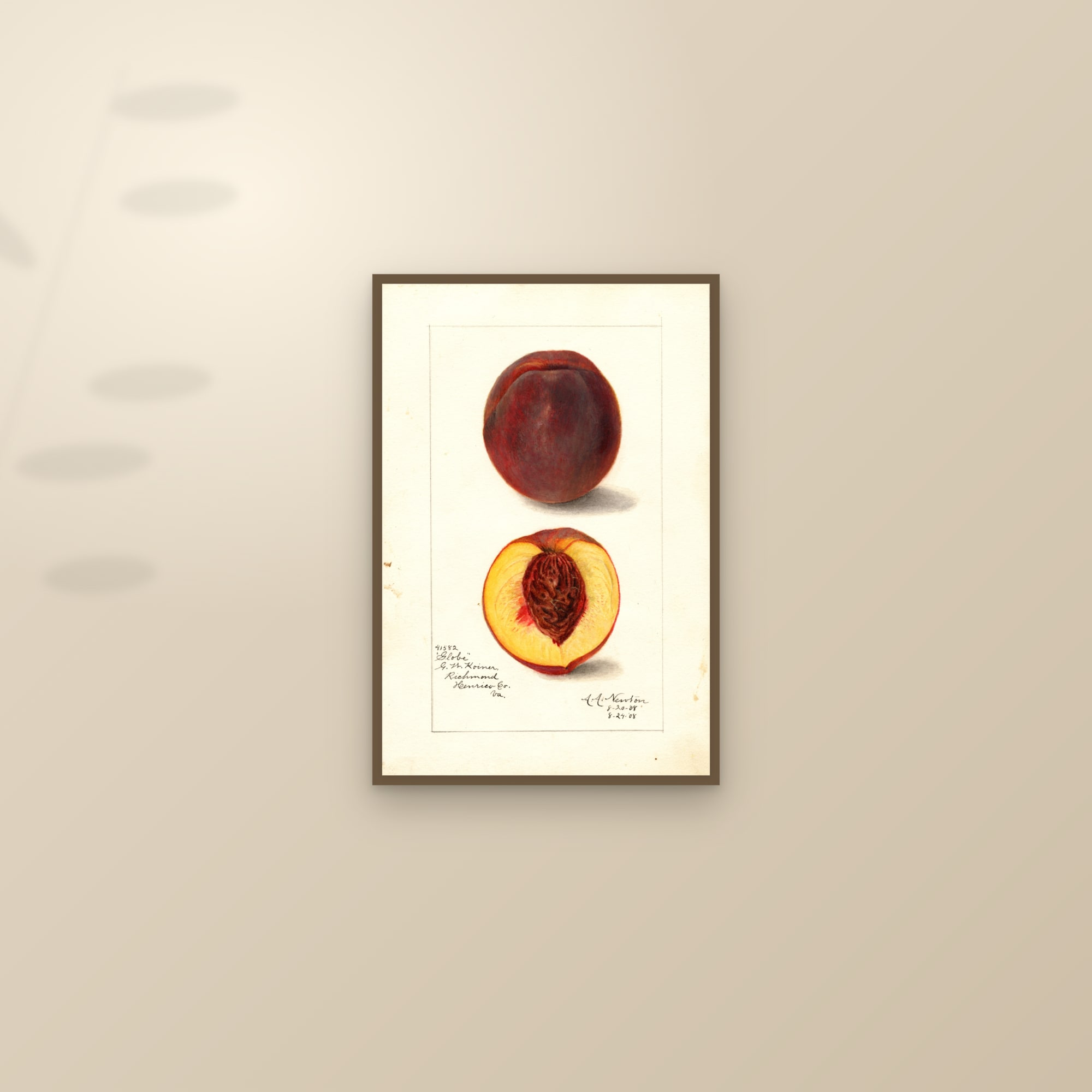 Globe Peach — framed and styled on a sunlit wall