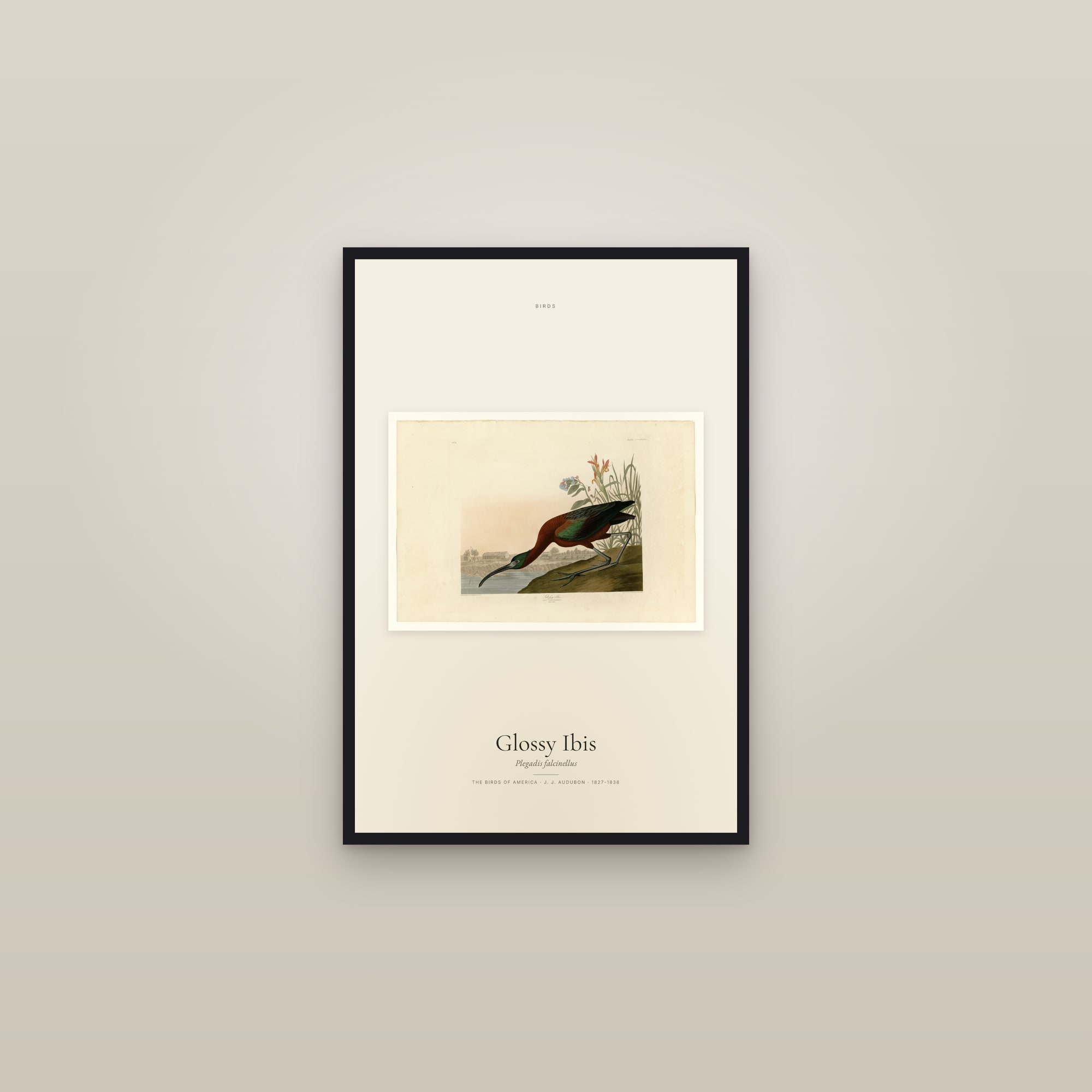 Glossy Ibis — framed in a gallery setting
