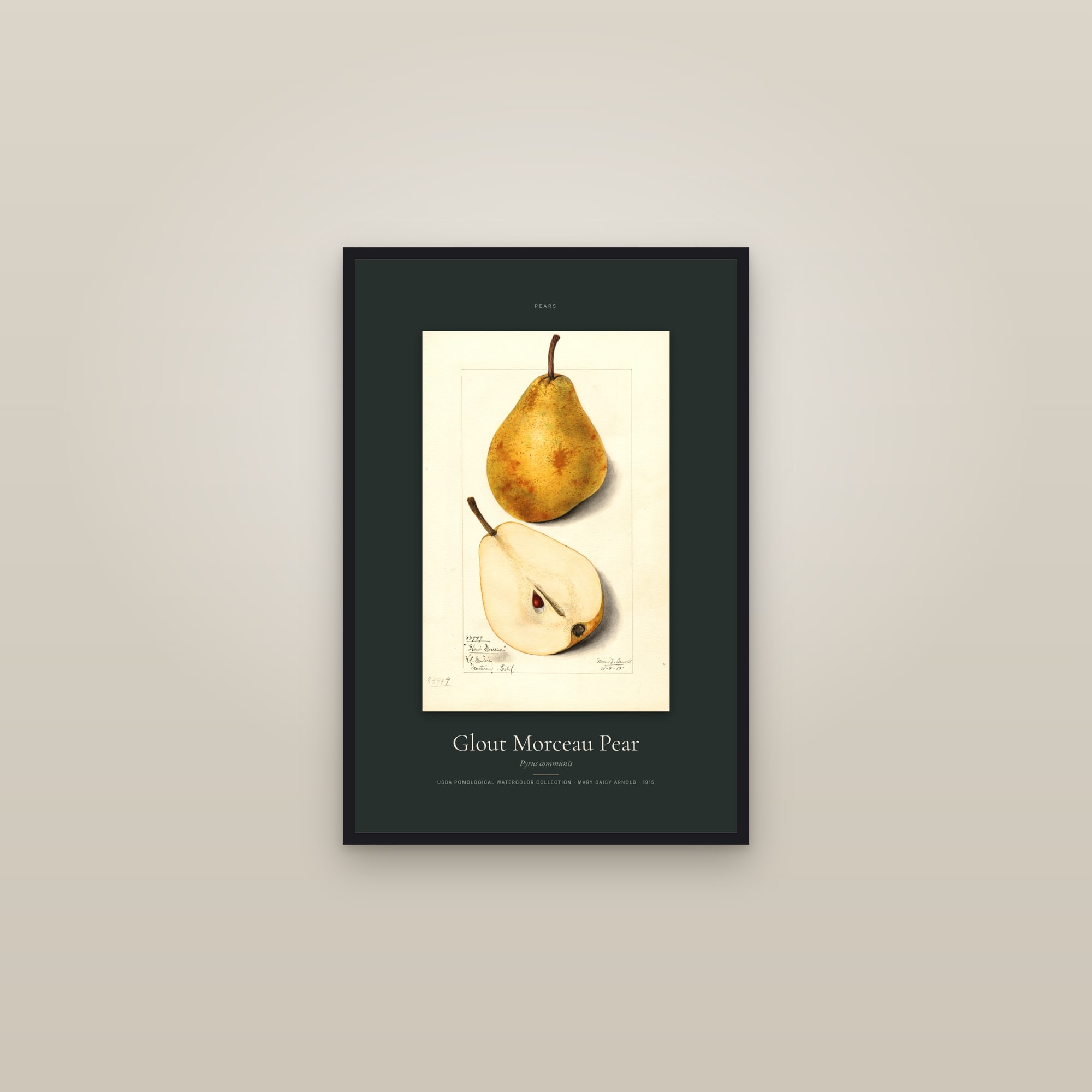 Glout Morceau Pear — Specimen — framed in a gallery setting
