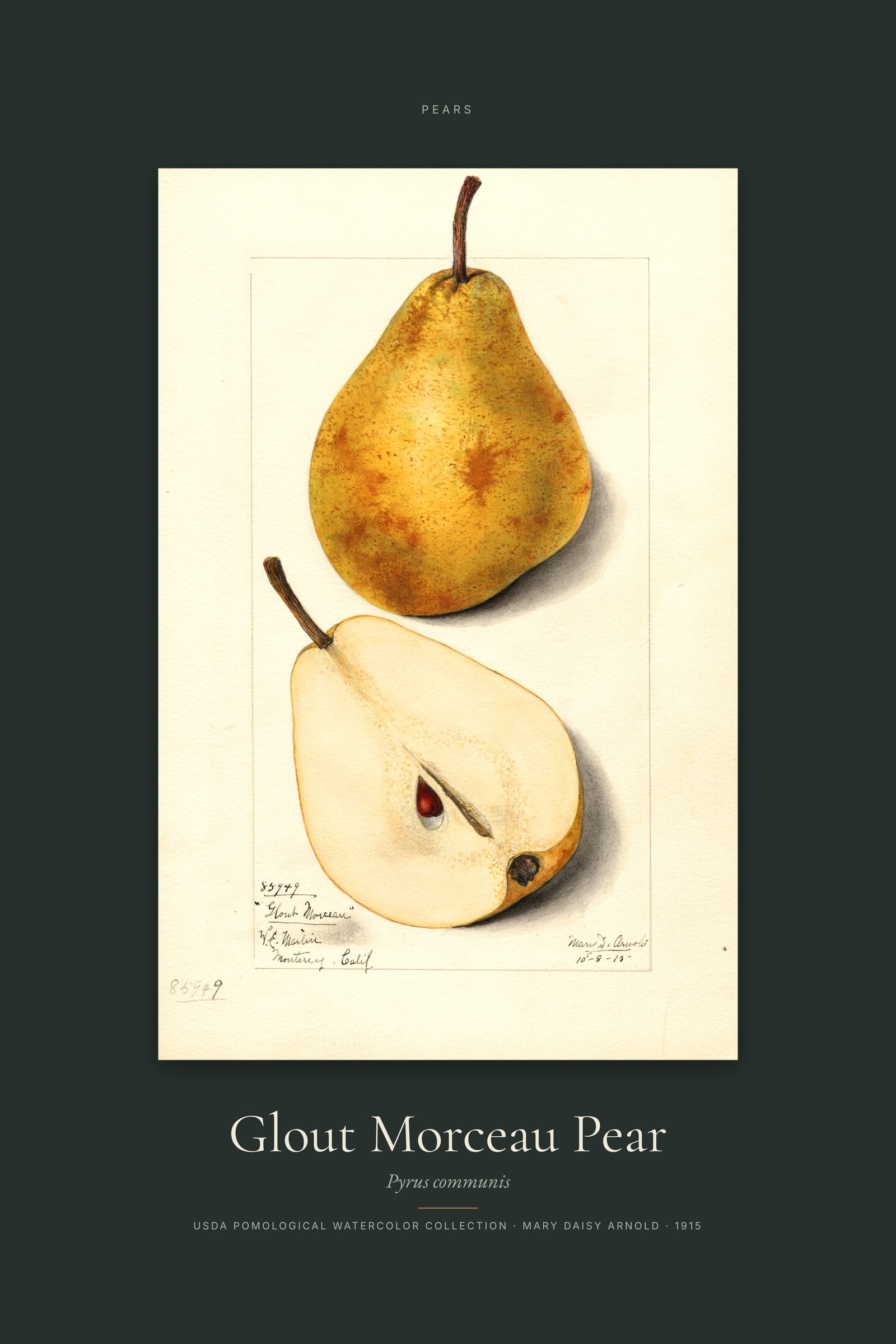 Glout Morceau Pear — Specimen