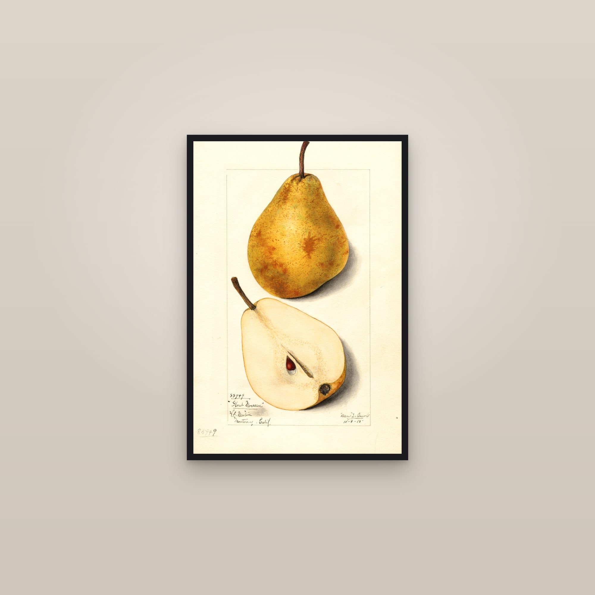 Glout Morceau Pear — framed in a gallery setting