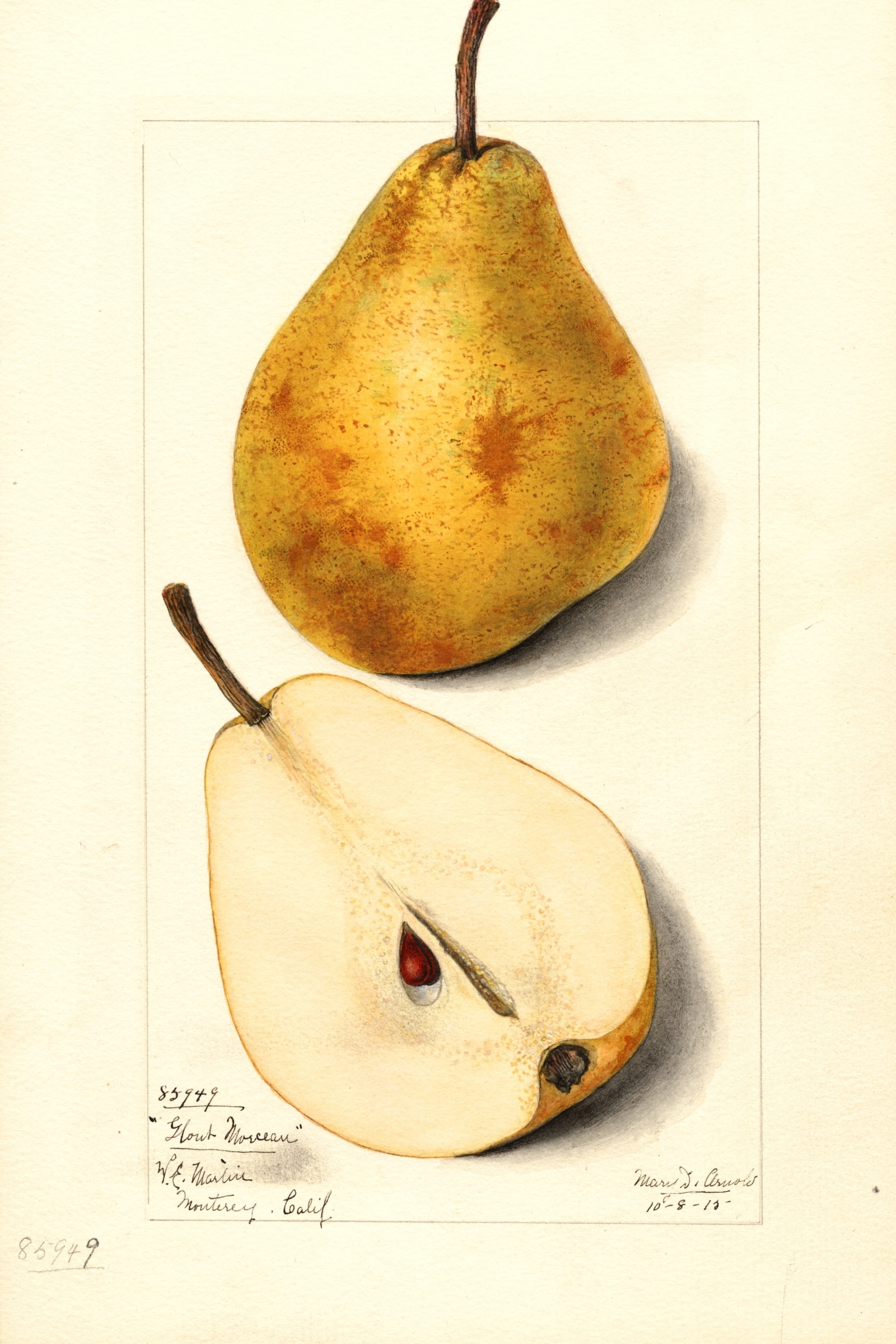 Glout Morceau Pear