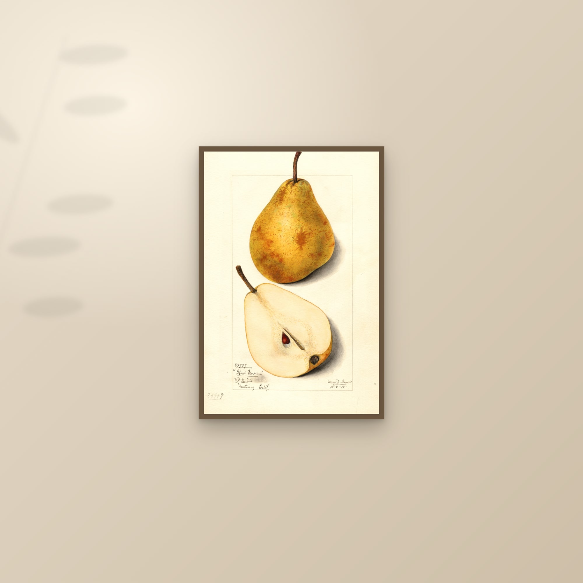 Glout Morceau Pear — framed and styled on a sunlit wall