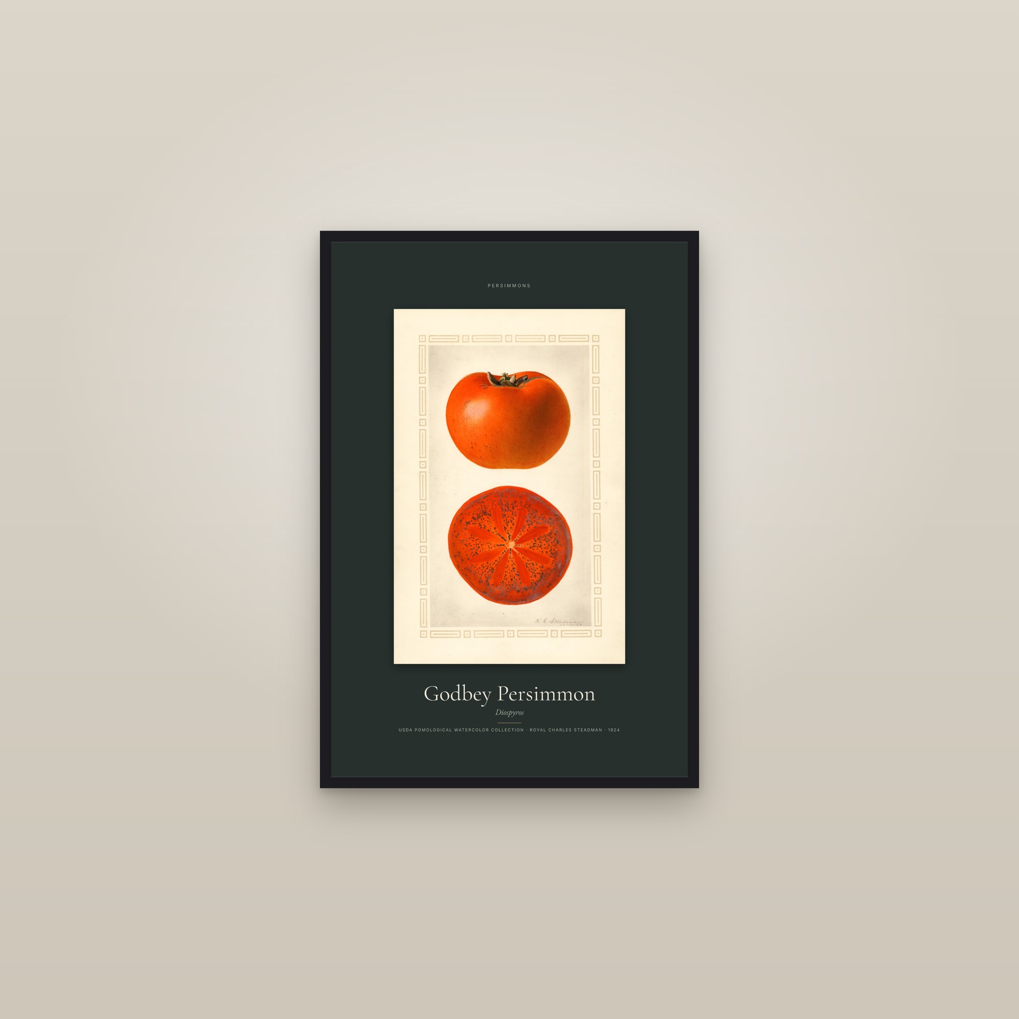 Godbey Persimmon — Specimen — framed in a gallery setting