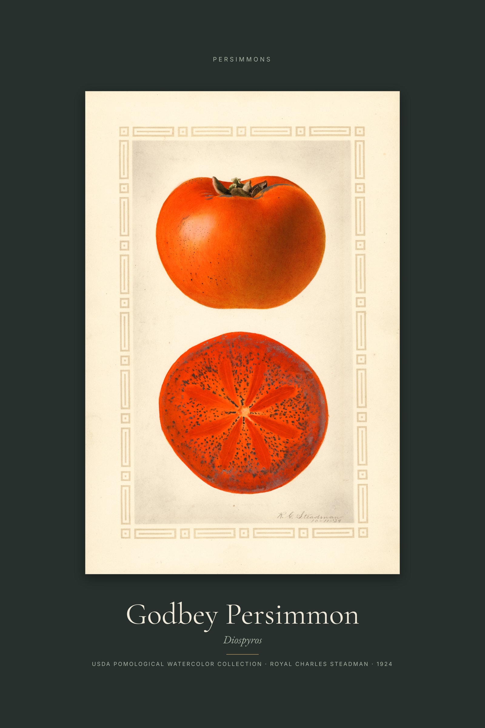 Godbey Persimmon — Specimen