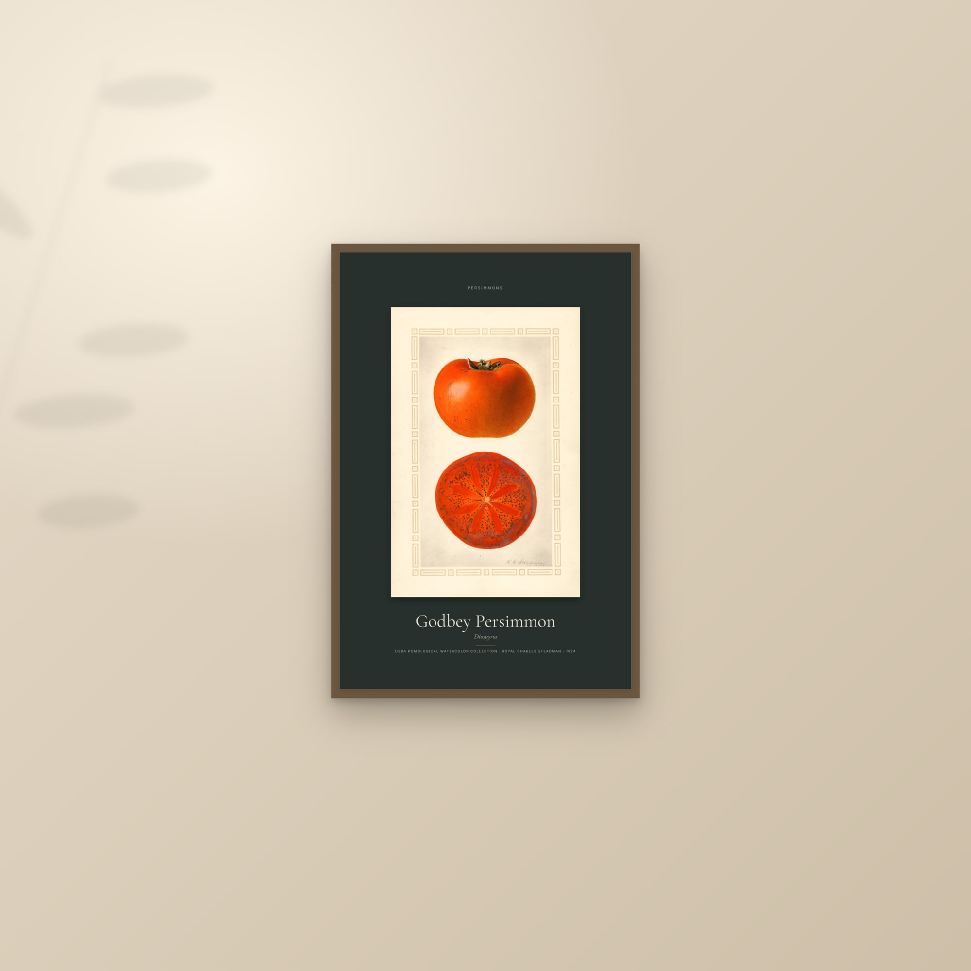 Godbey Persimmon — Specimen — framed and styled on a sunlit wall