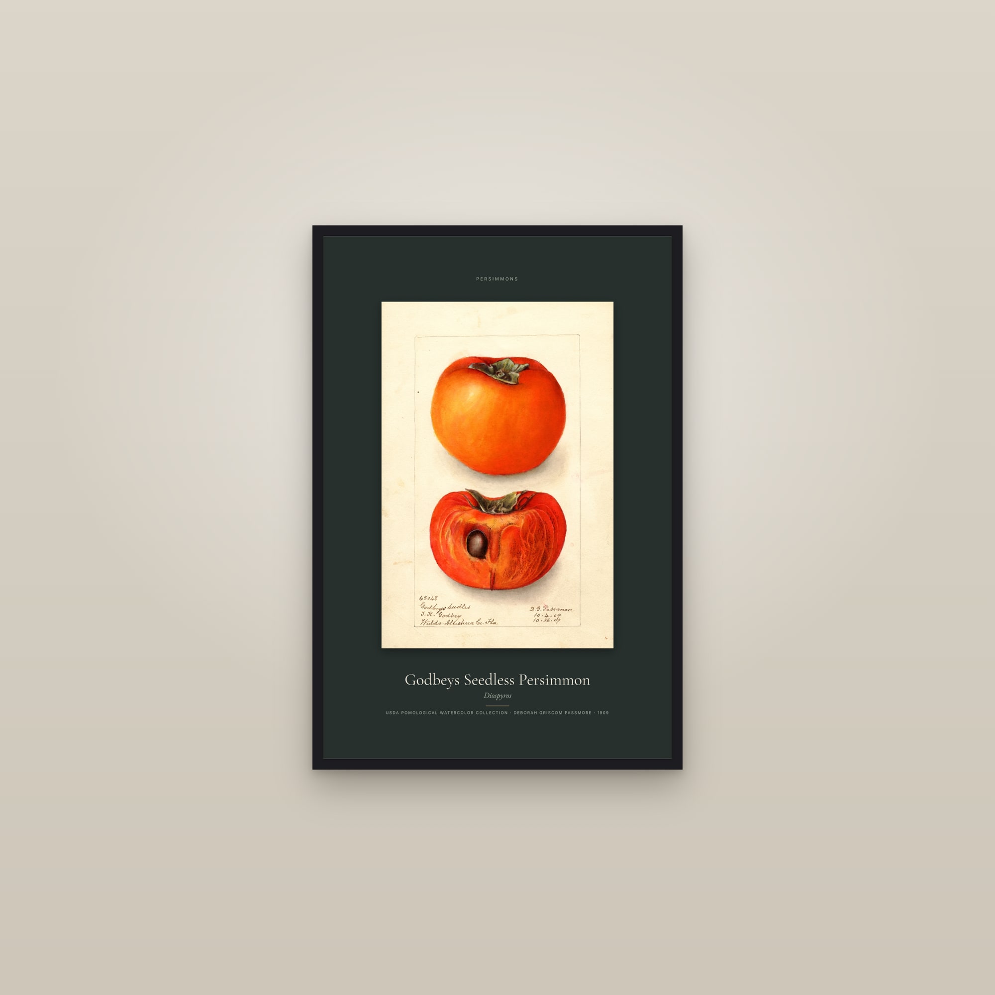 Godbeys Seedless Persimmon — Specimen — framed in a gallery setting