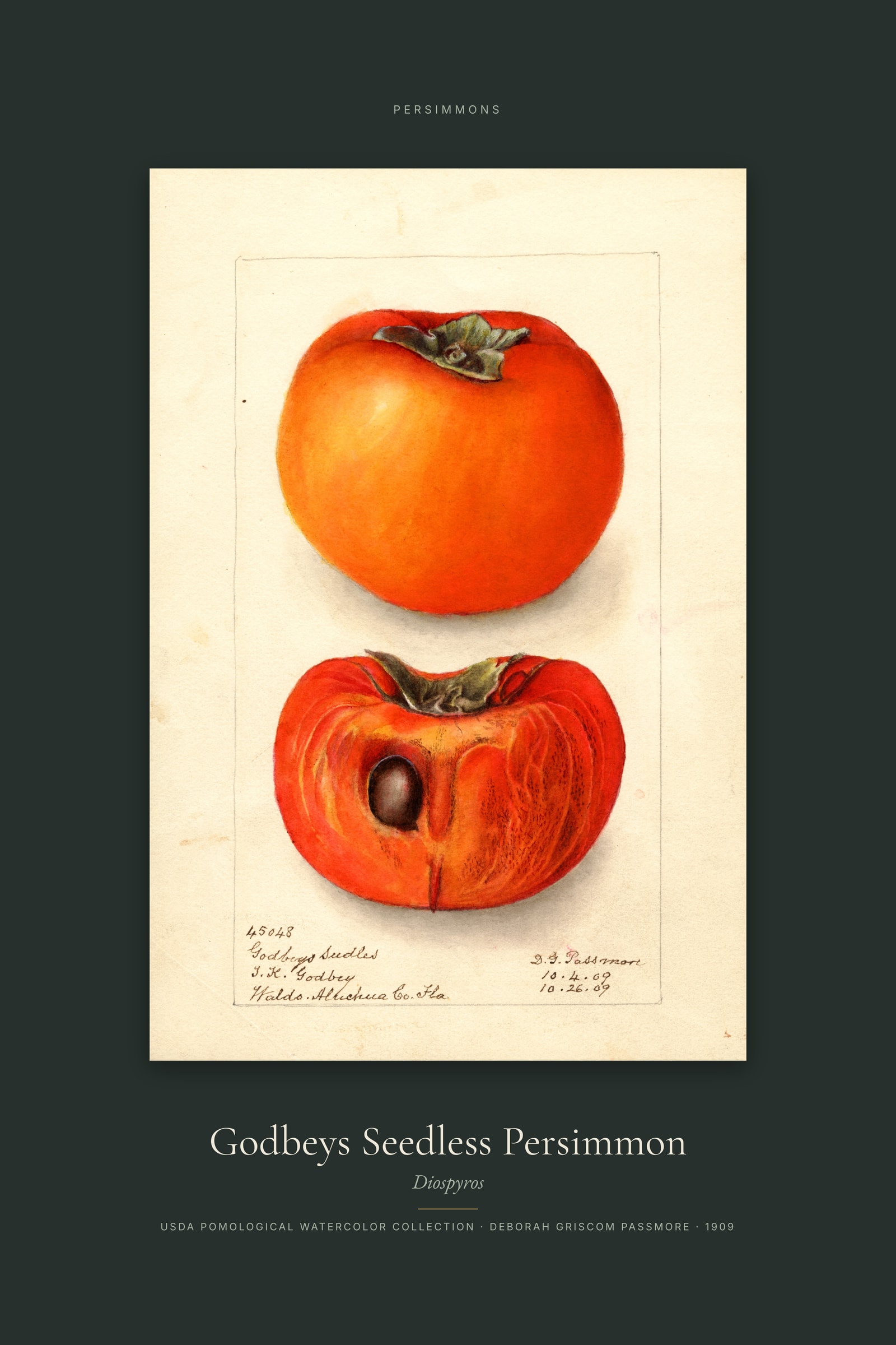 Godbeys Seedless Persimmon — Specimen