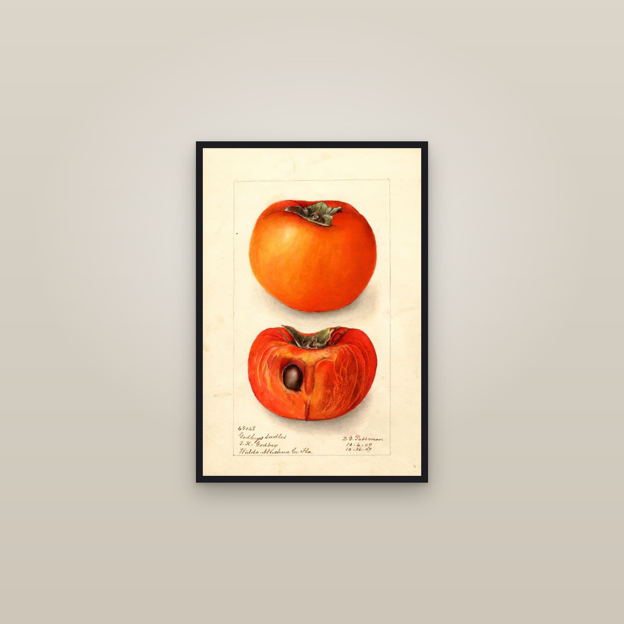 Godbeys Seedless Persimmon — framed in a gallery setting