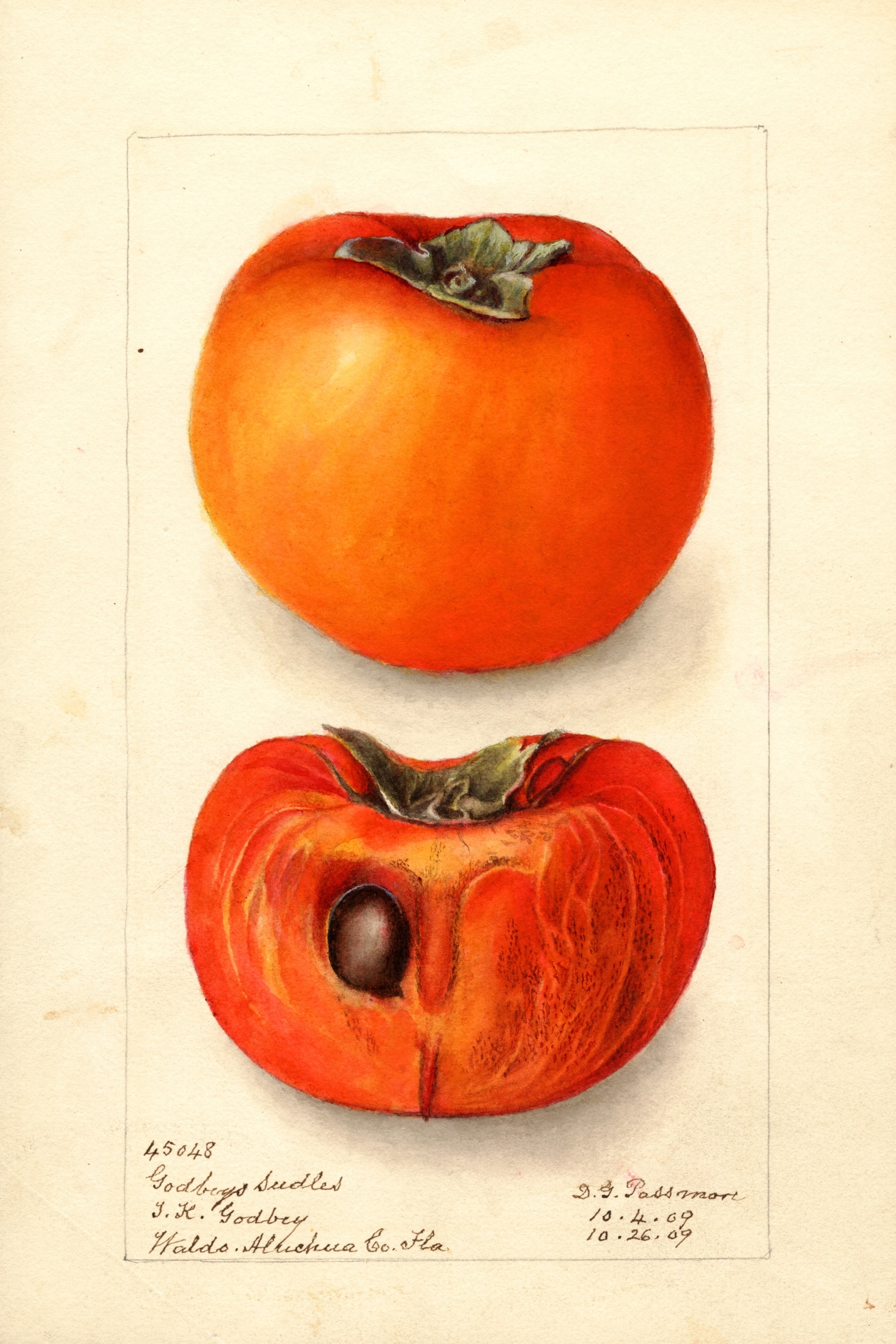Godbeys Seedless Persimmon