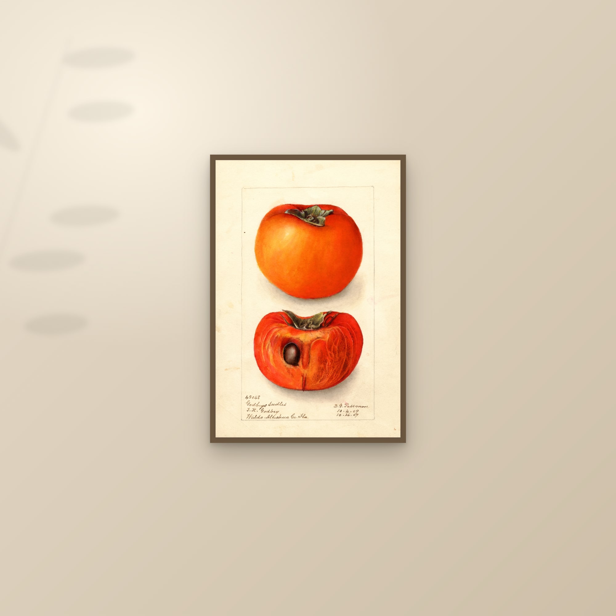 Godbeys Seedless Persimmon — framed and styled on a sunlit wall