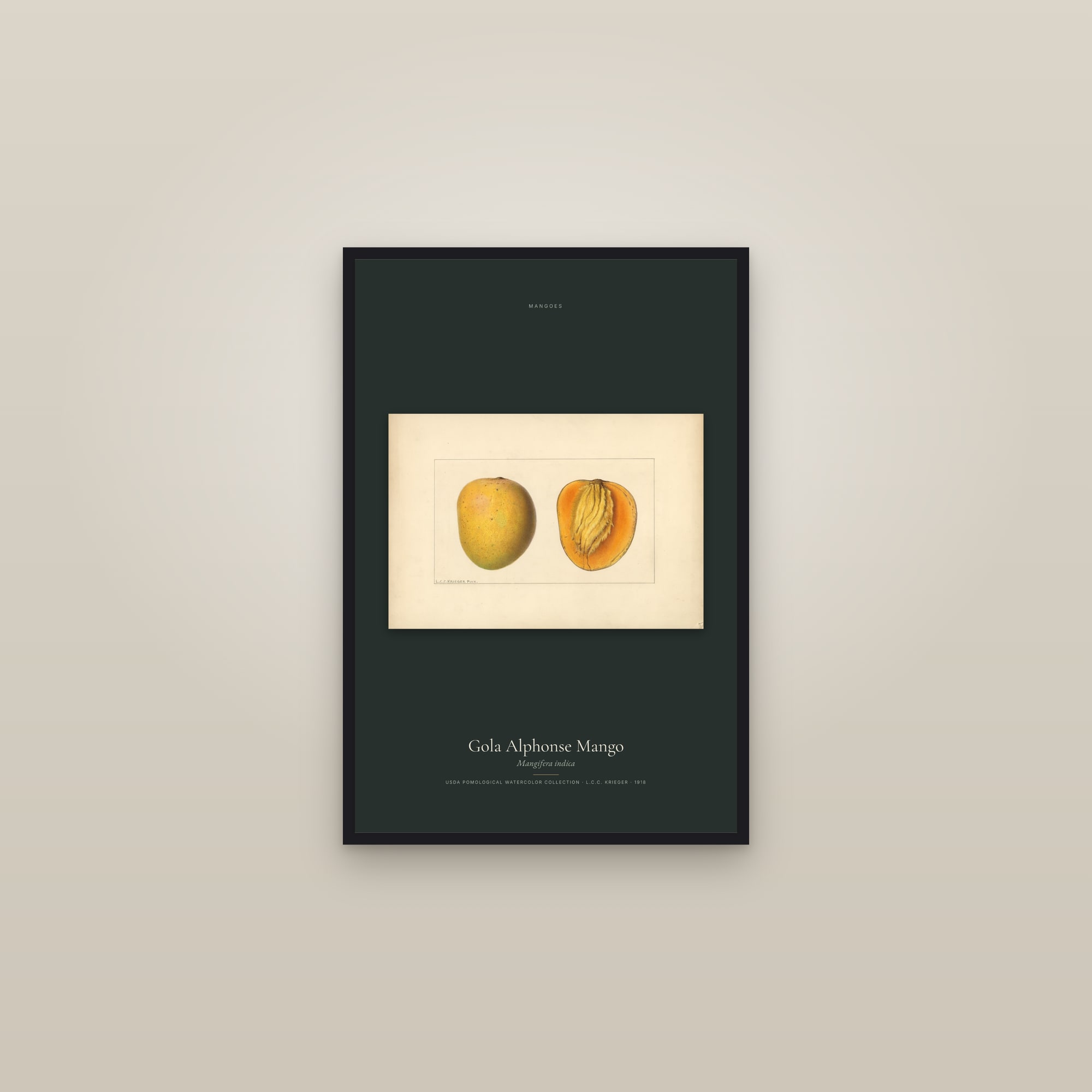 Gola Alphonse Mango — framed in a gallery setting