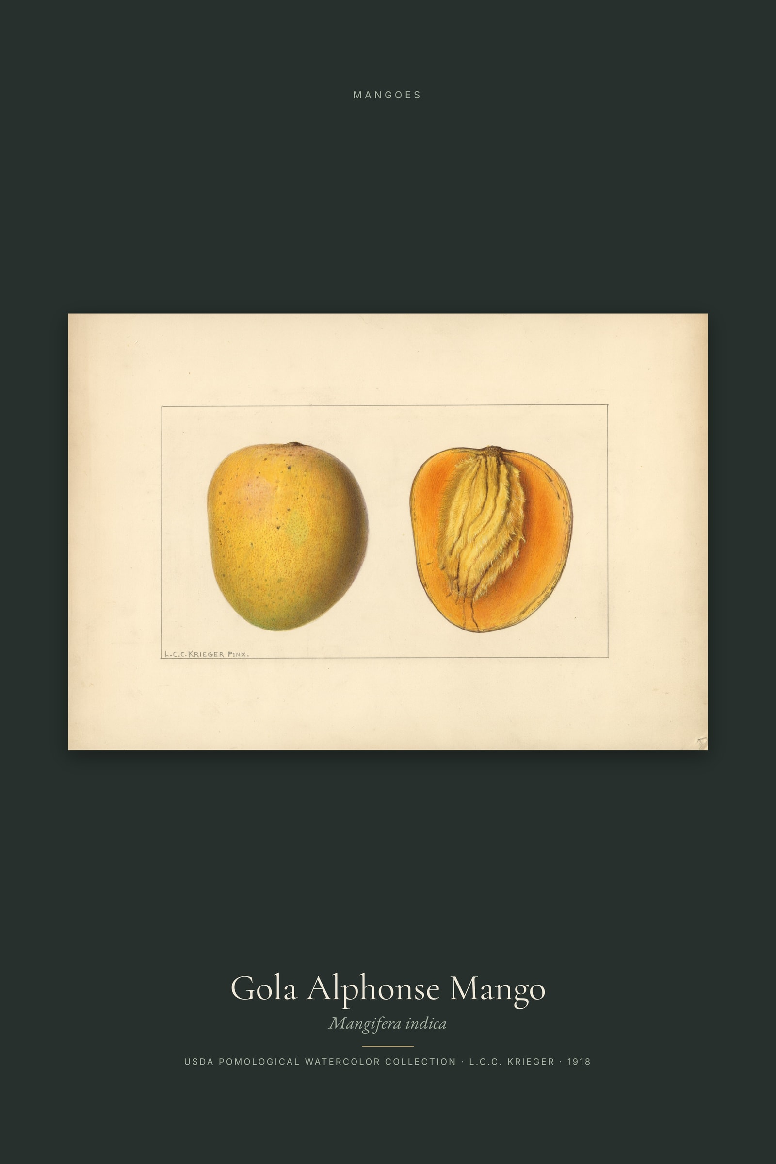 Gola Alphonse Mango