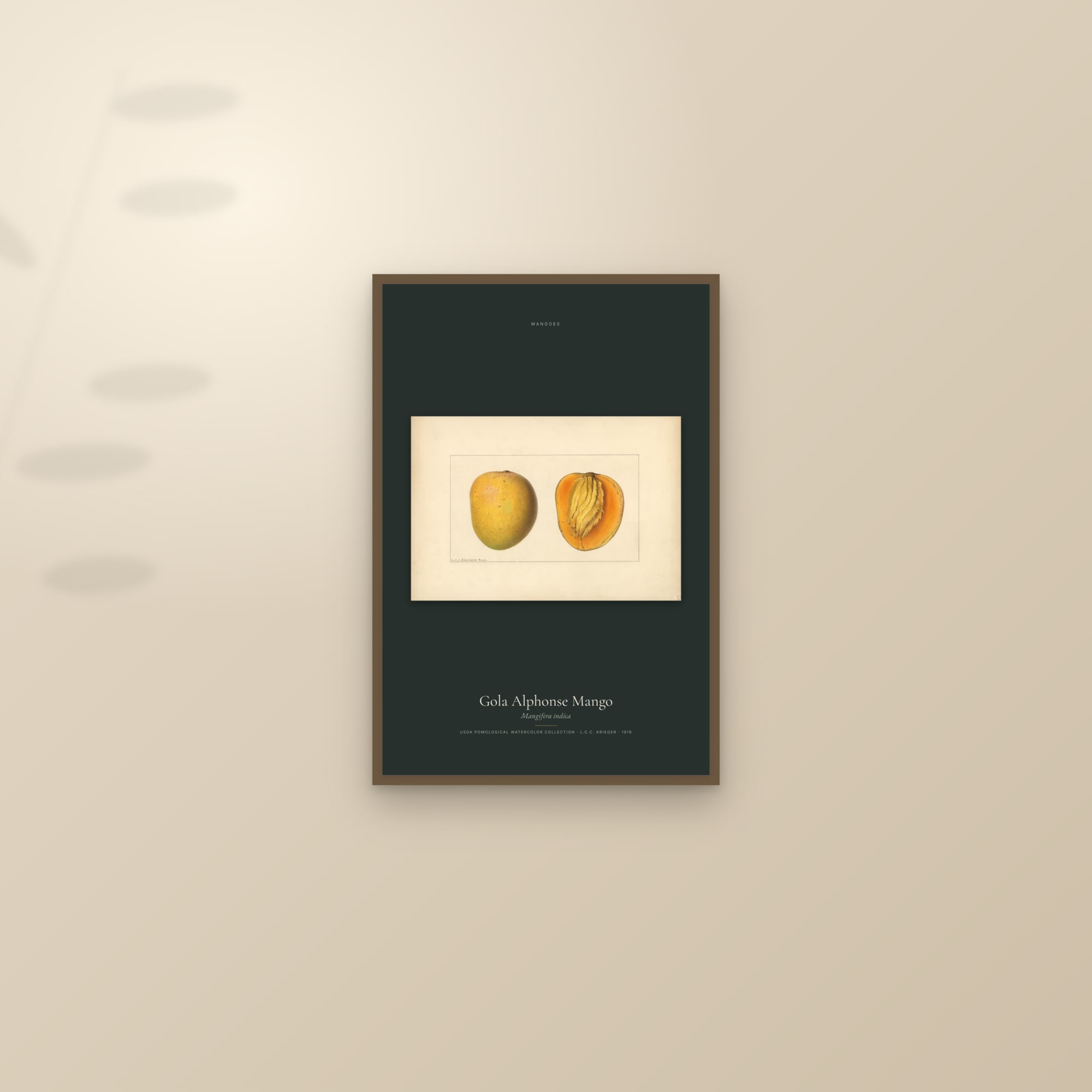 Gola Alphonse Mango — framed and styled on a sunlit wall