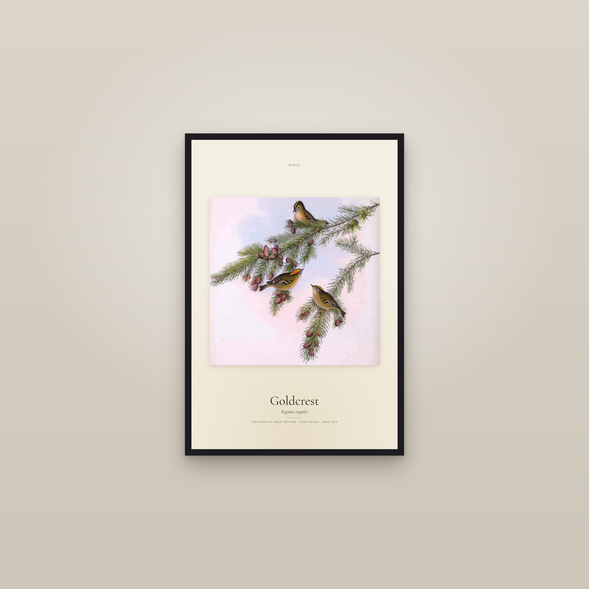 Goldcrest — framed in a gallery setting
