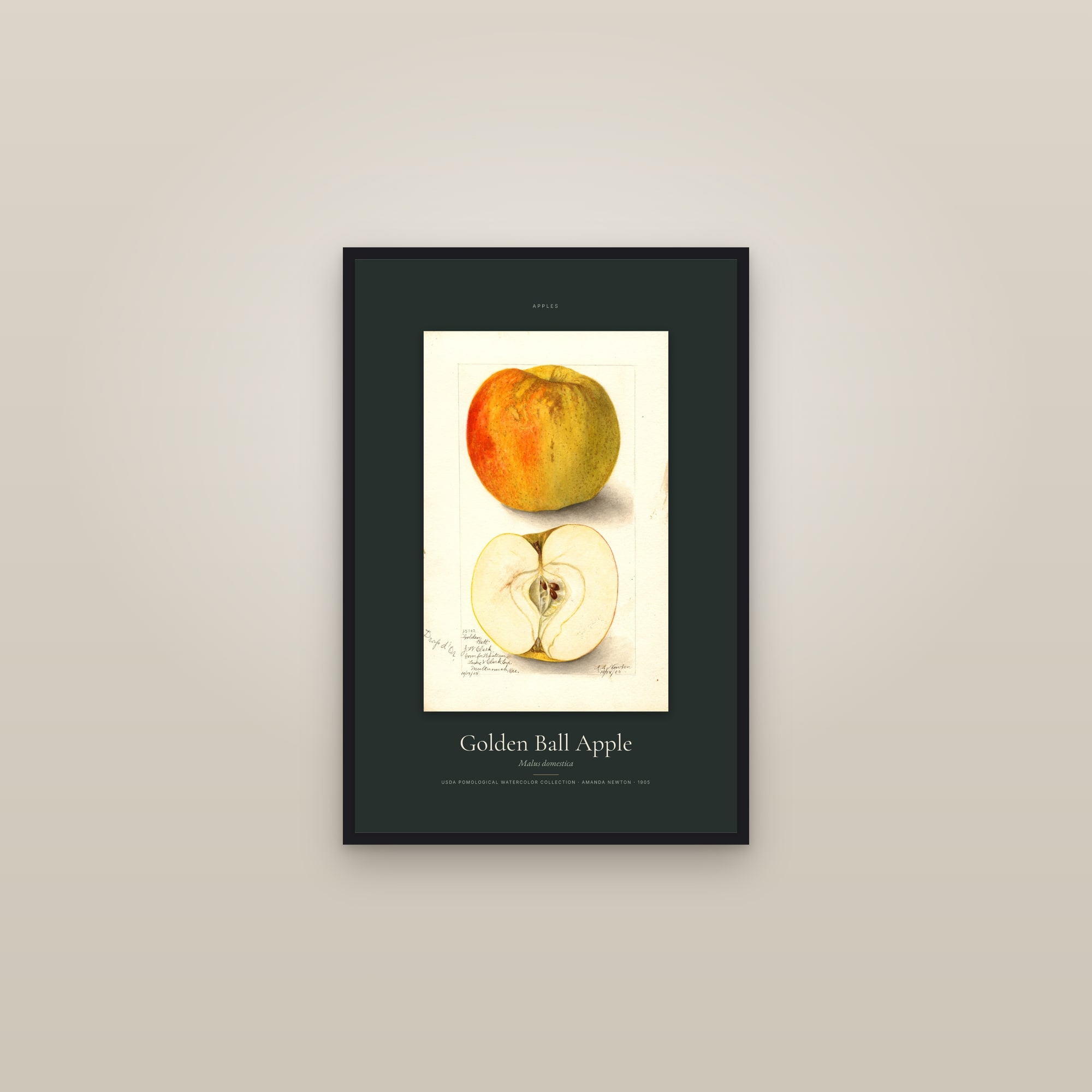 Golden Ball Apple — Specimen — framed in a gallery setting