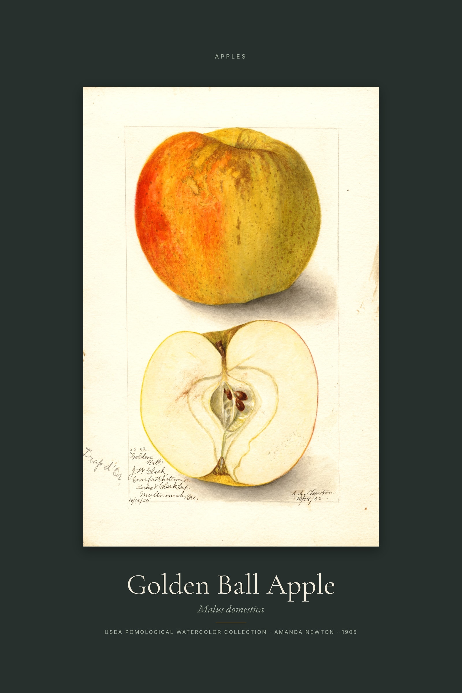 Golden Ball Apple — Specimen