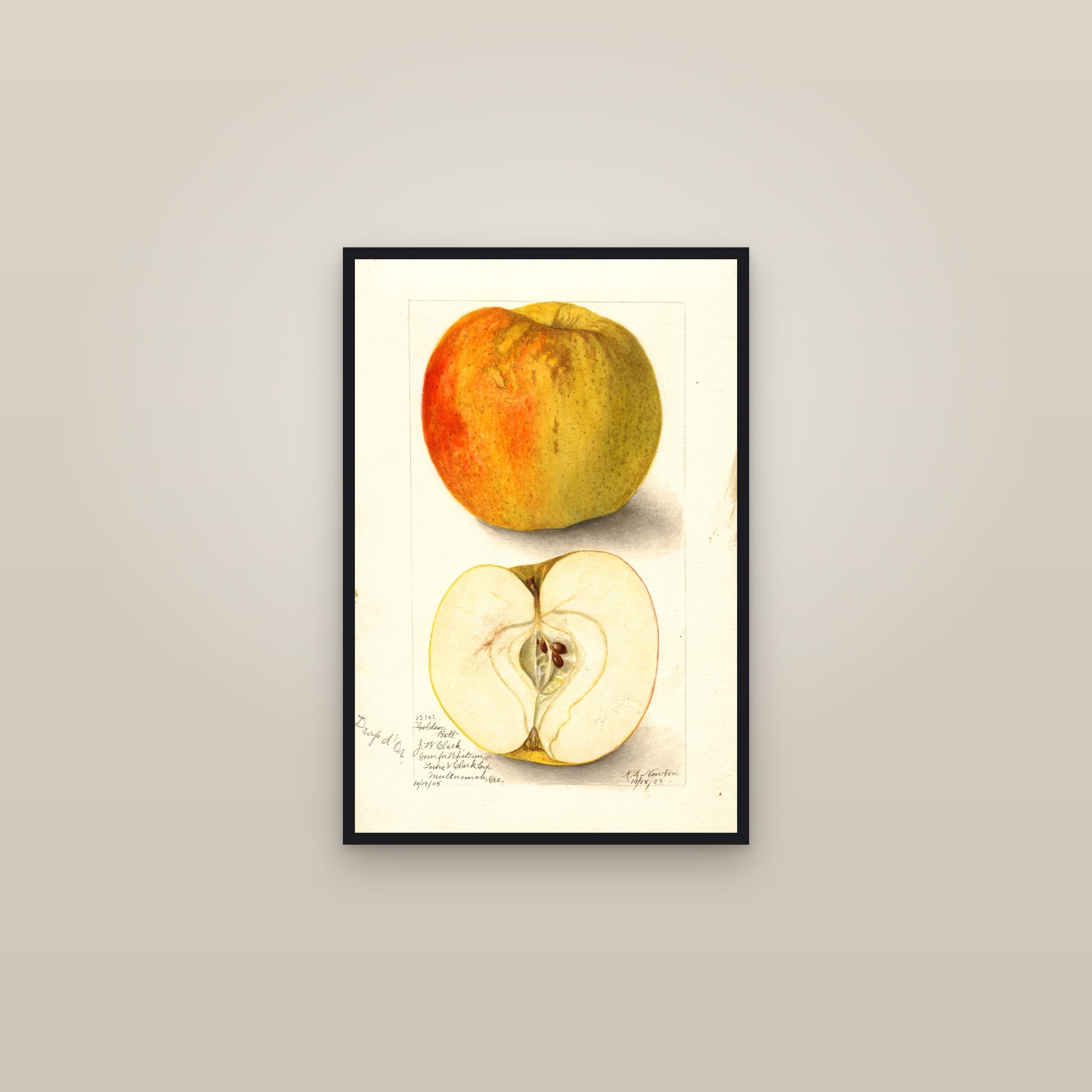 Golden Ball Apple — framed in a gallery setting