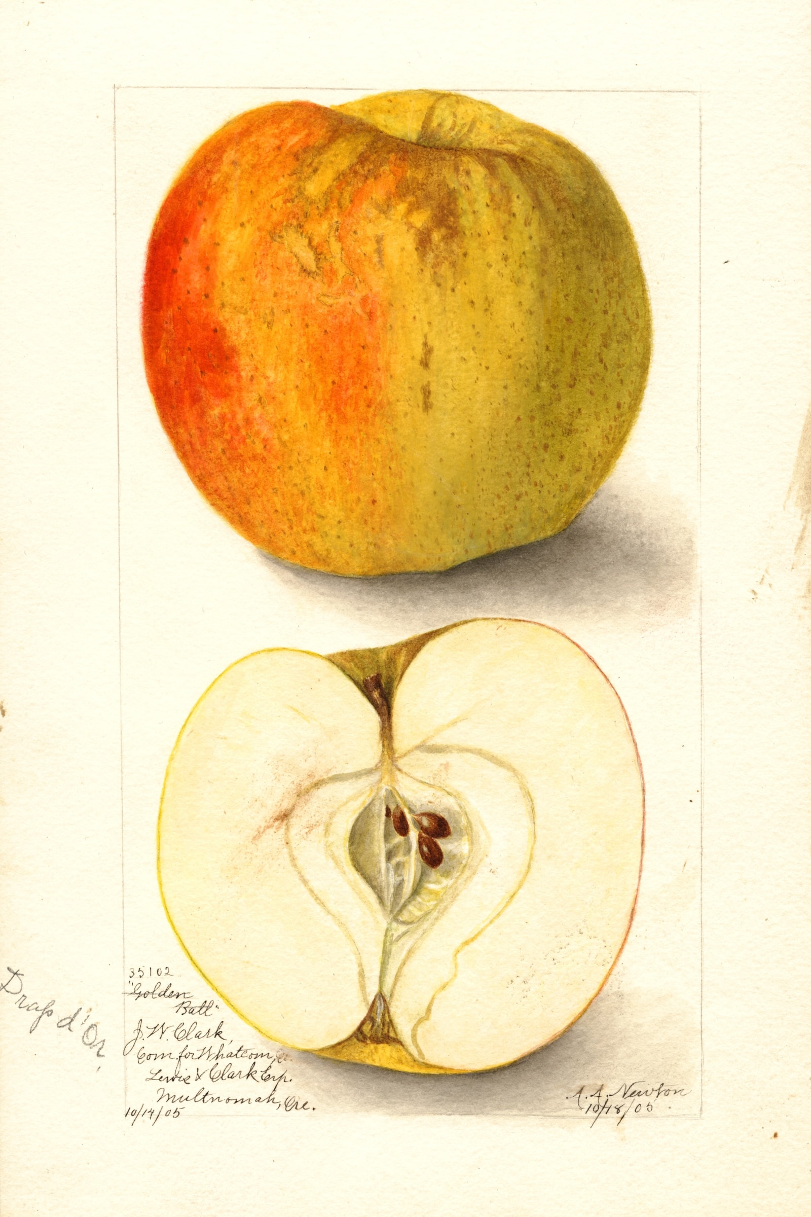 Golden Ball Apple