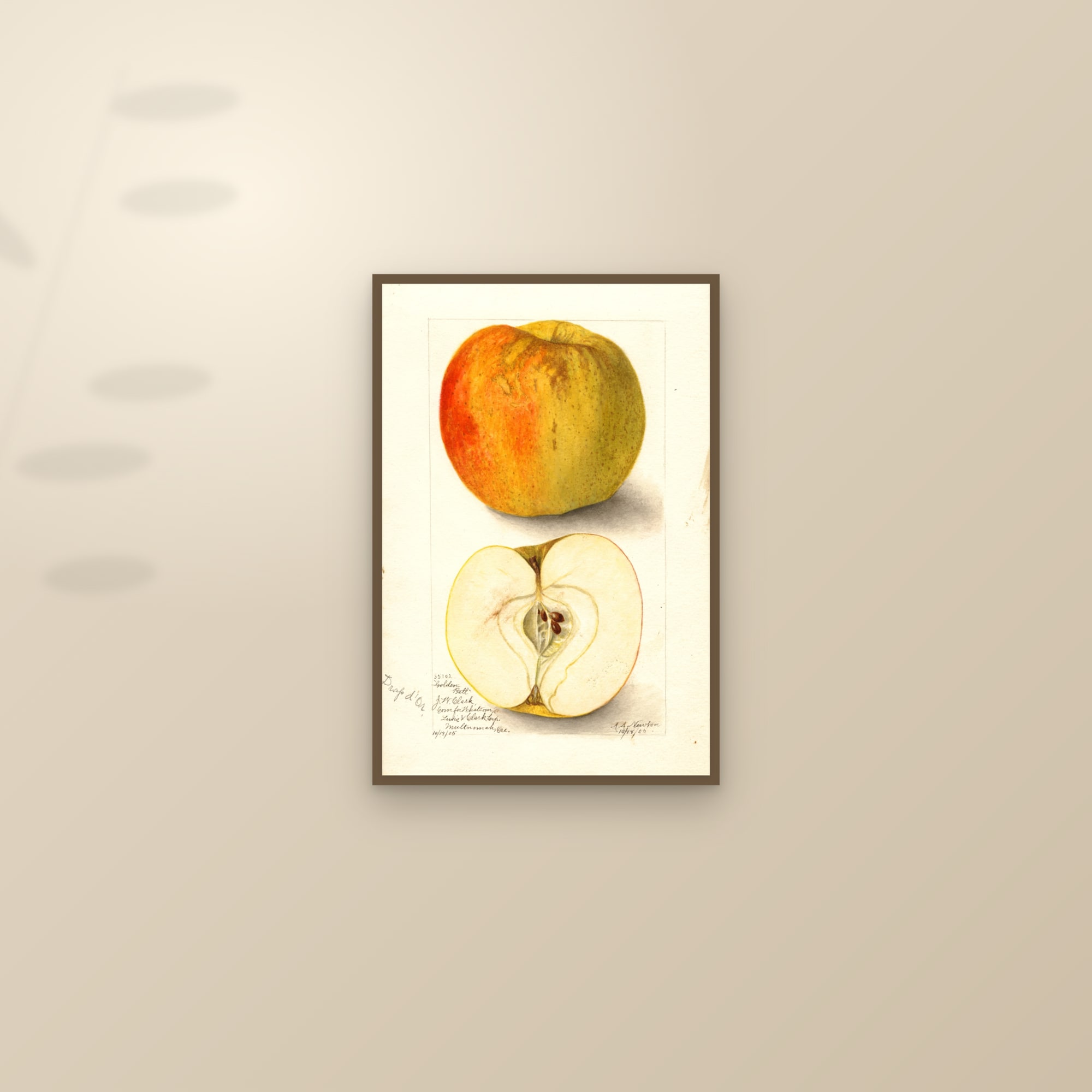 Golden Ball Apple — framed and styled on a sunlit wall