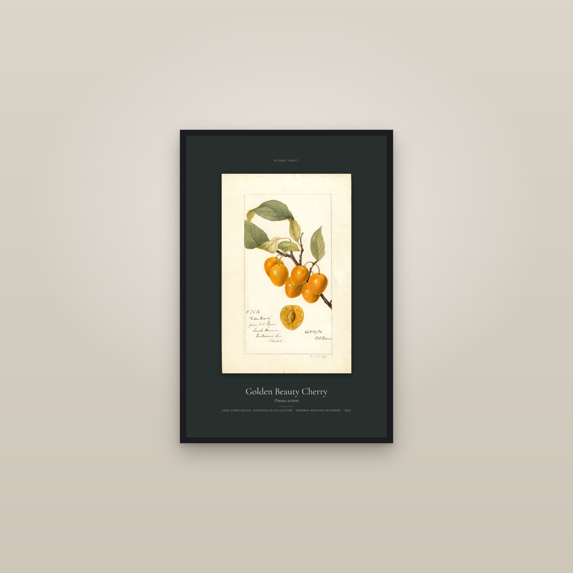 Golden Beauty Cherry — Specimen — framed in a gallery setting