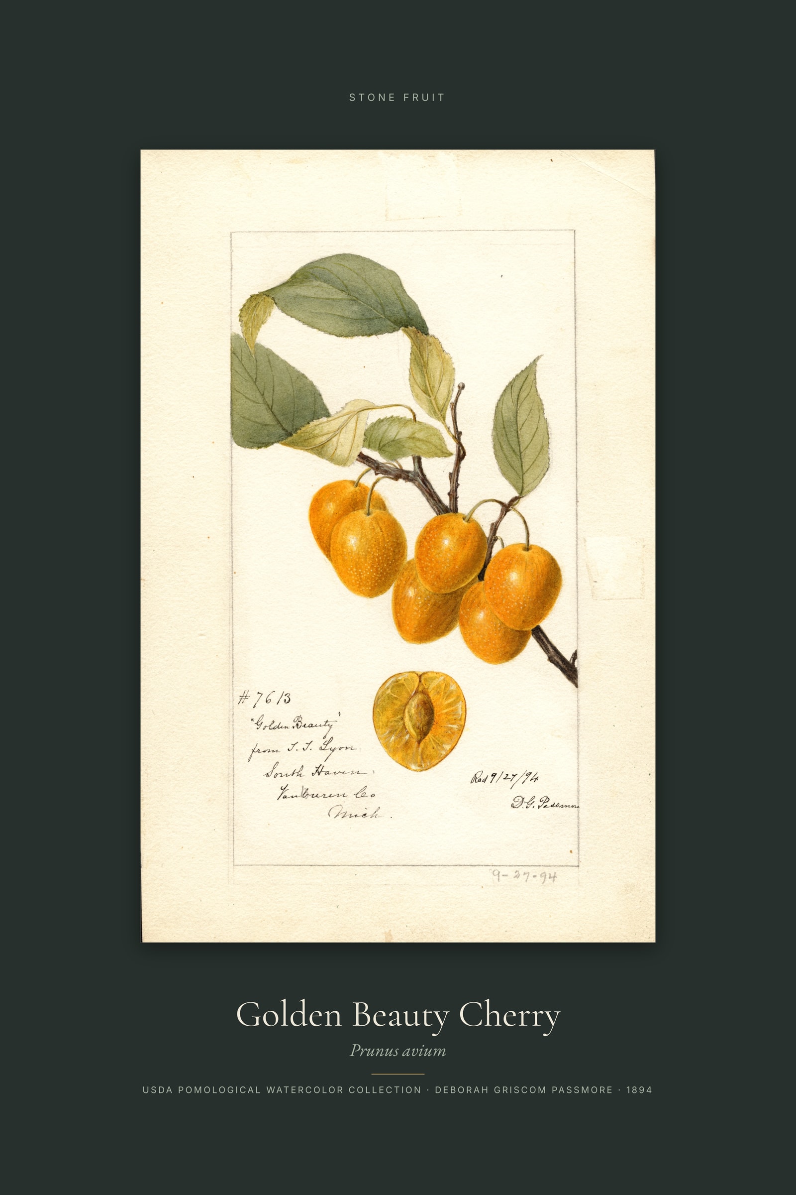 Golden Beauty Cherry — Specimen