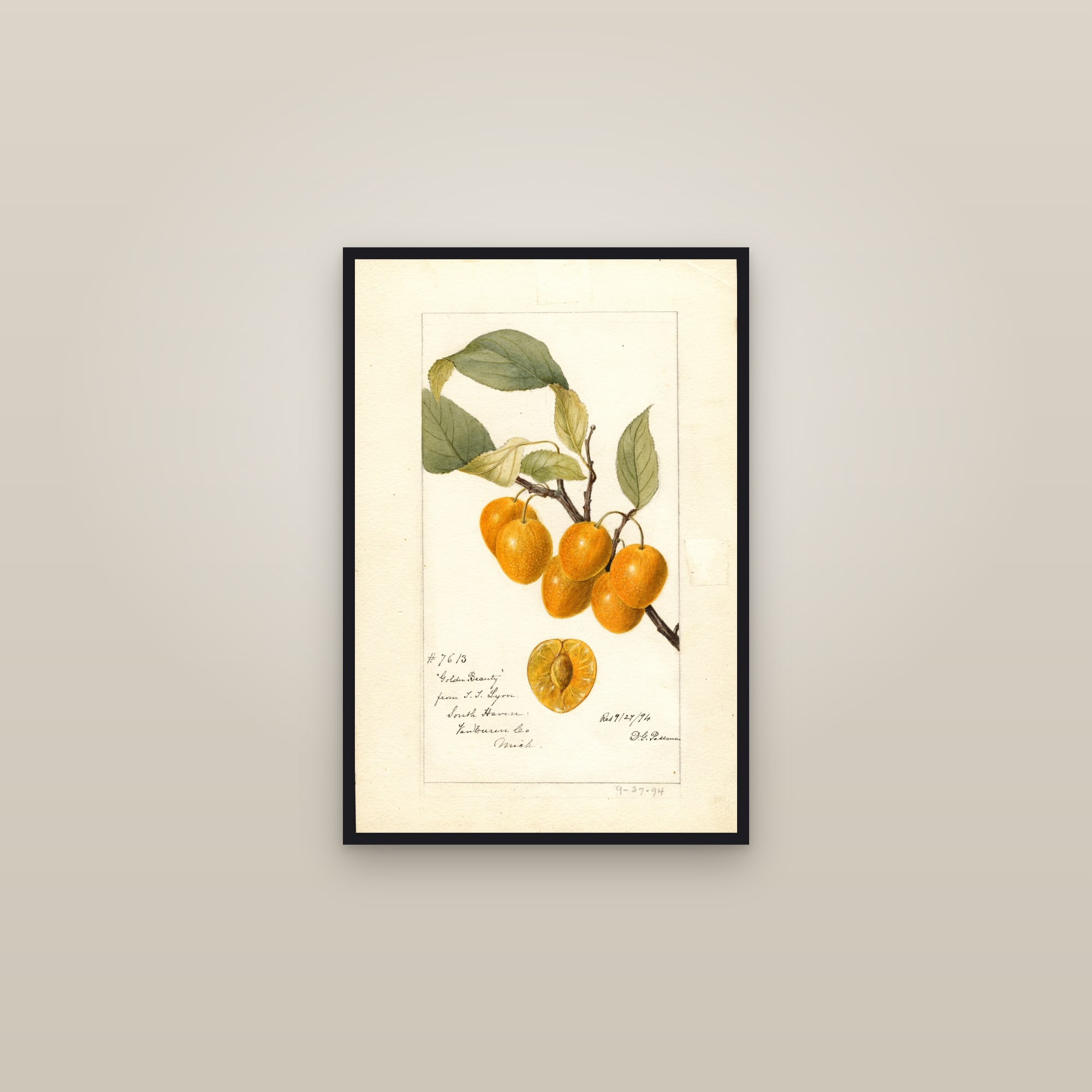 Golden Beauty Cherry — framed in a gallery setting