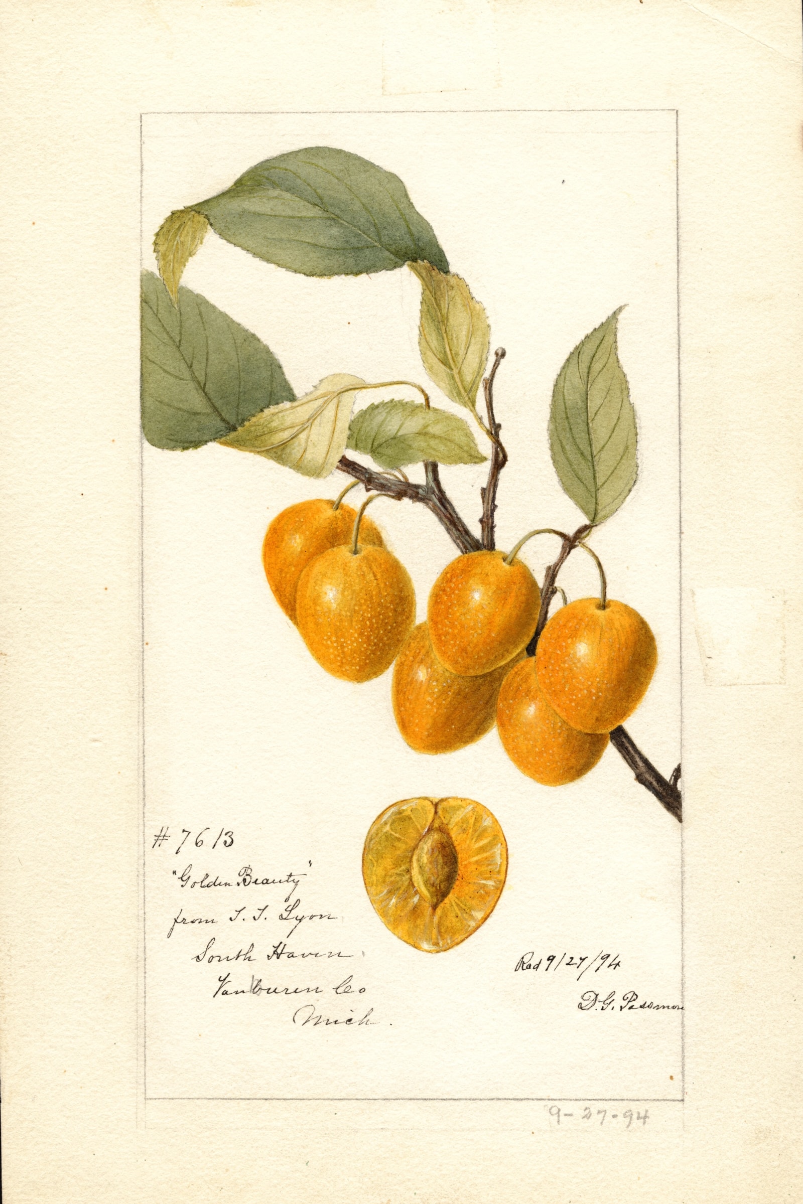 Golden Beauty Cherry