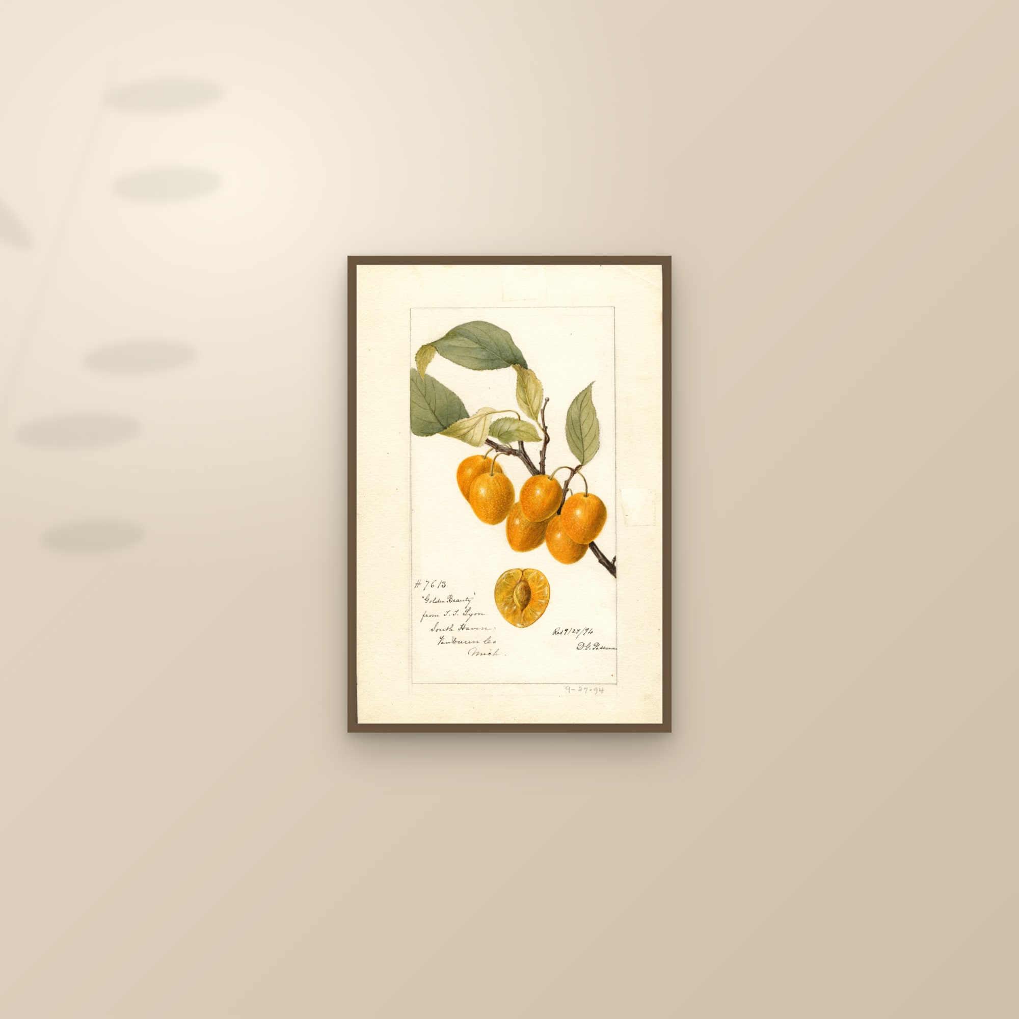 Golden Beauty Cherry — framed and styled on a sunlit wall