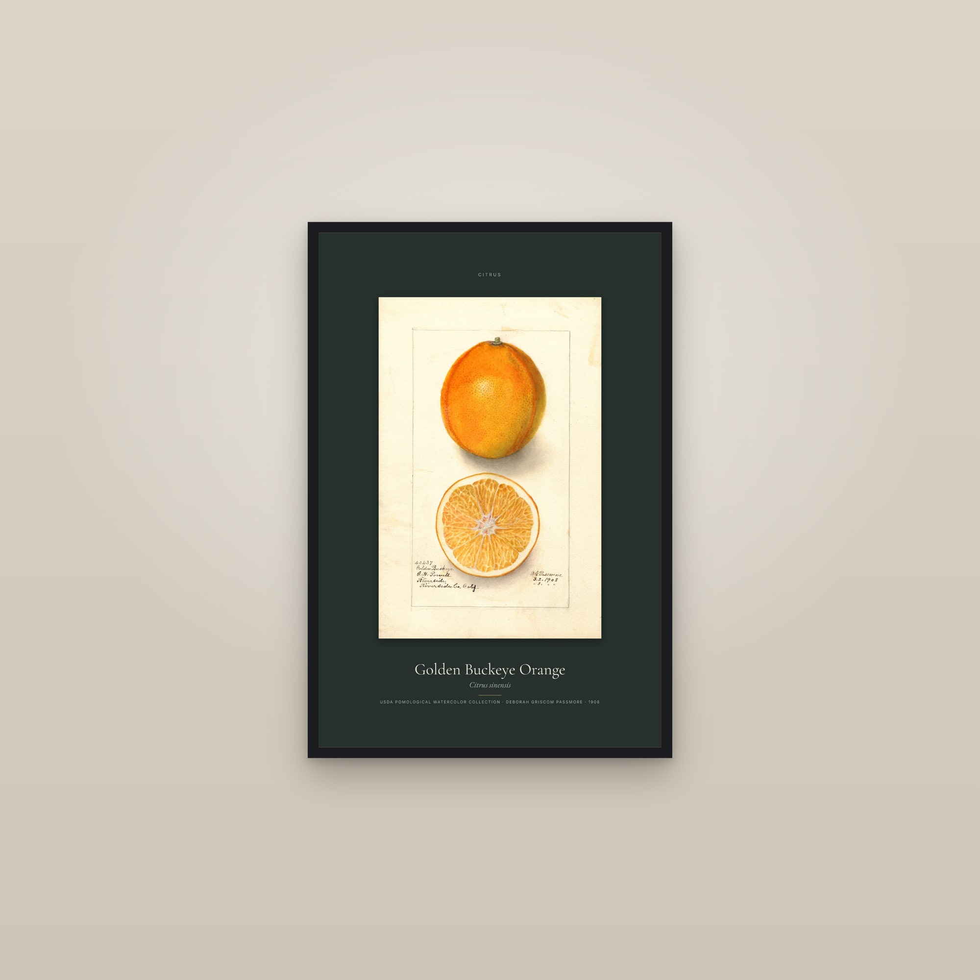 Golden Buckeye Orange — Specimen — framed in a gallery setting