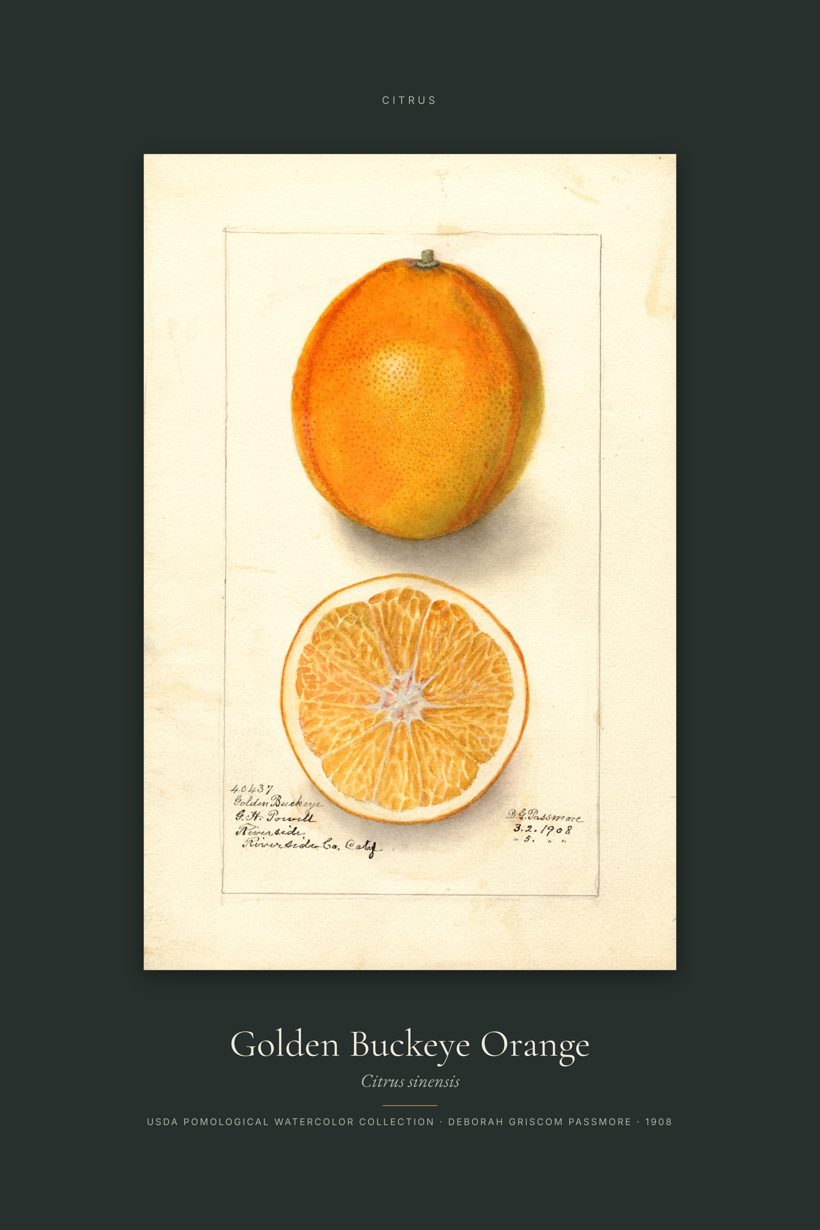 Golden Buckeye Orange — Specimen