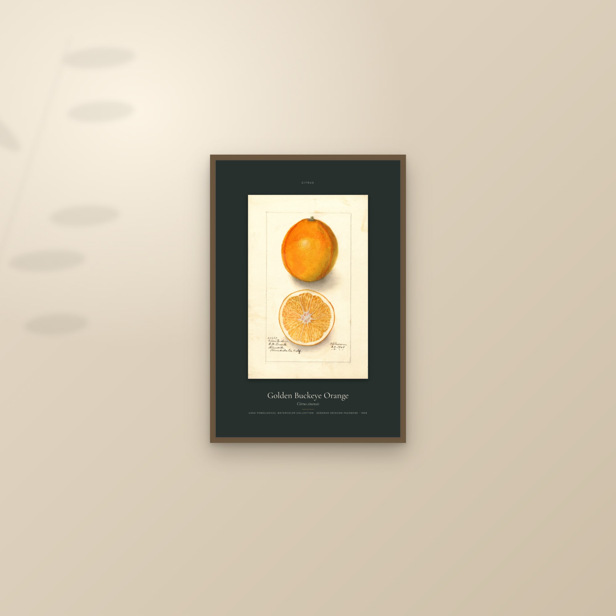 Golden Buckeye Orange — Specimen — framed and styled on a sunlit wall