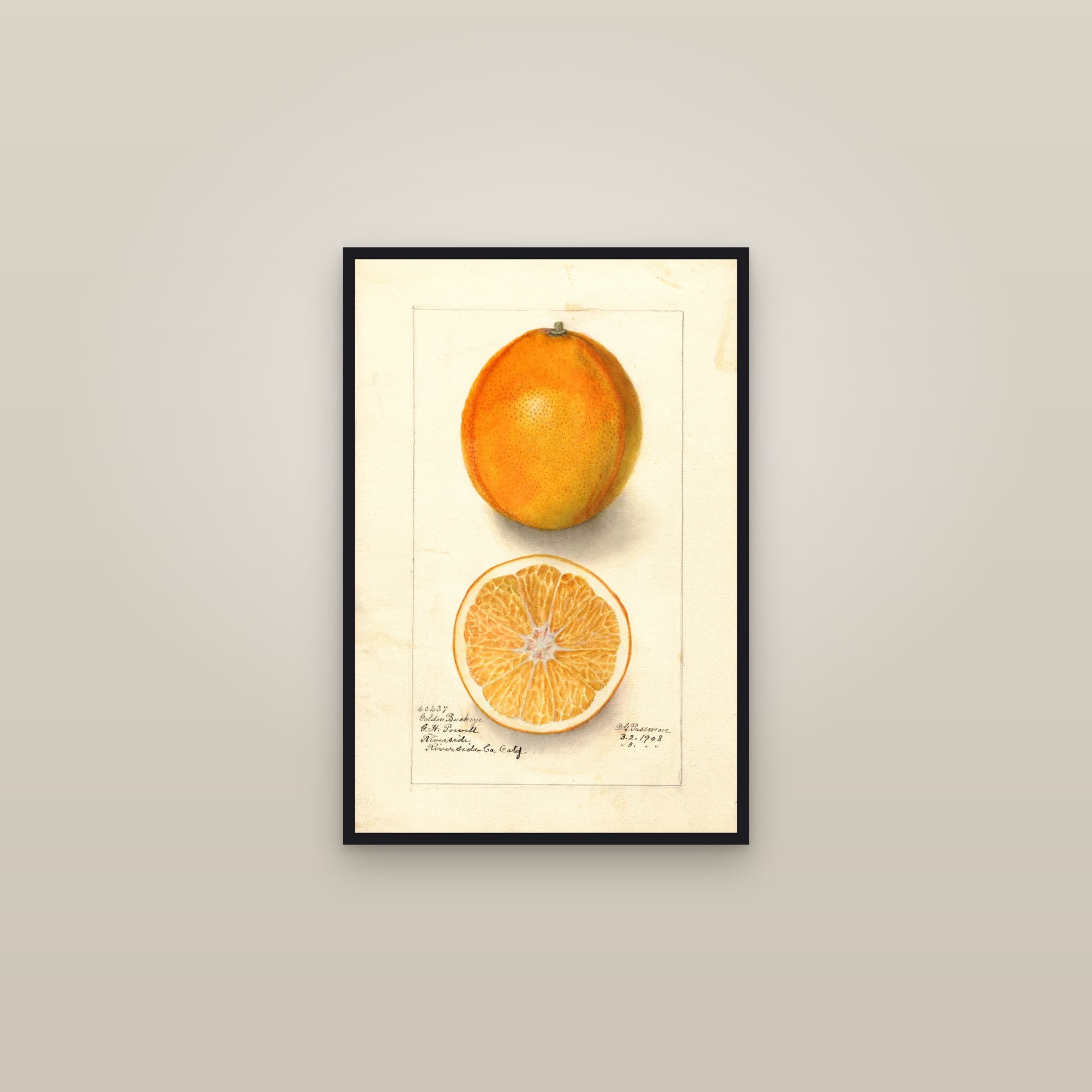 Golden Buckeye Orange — framed in a gallery setting