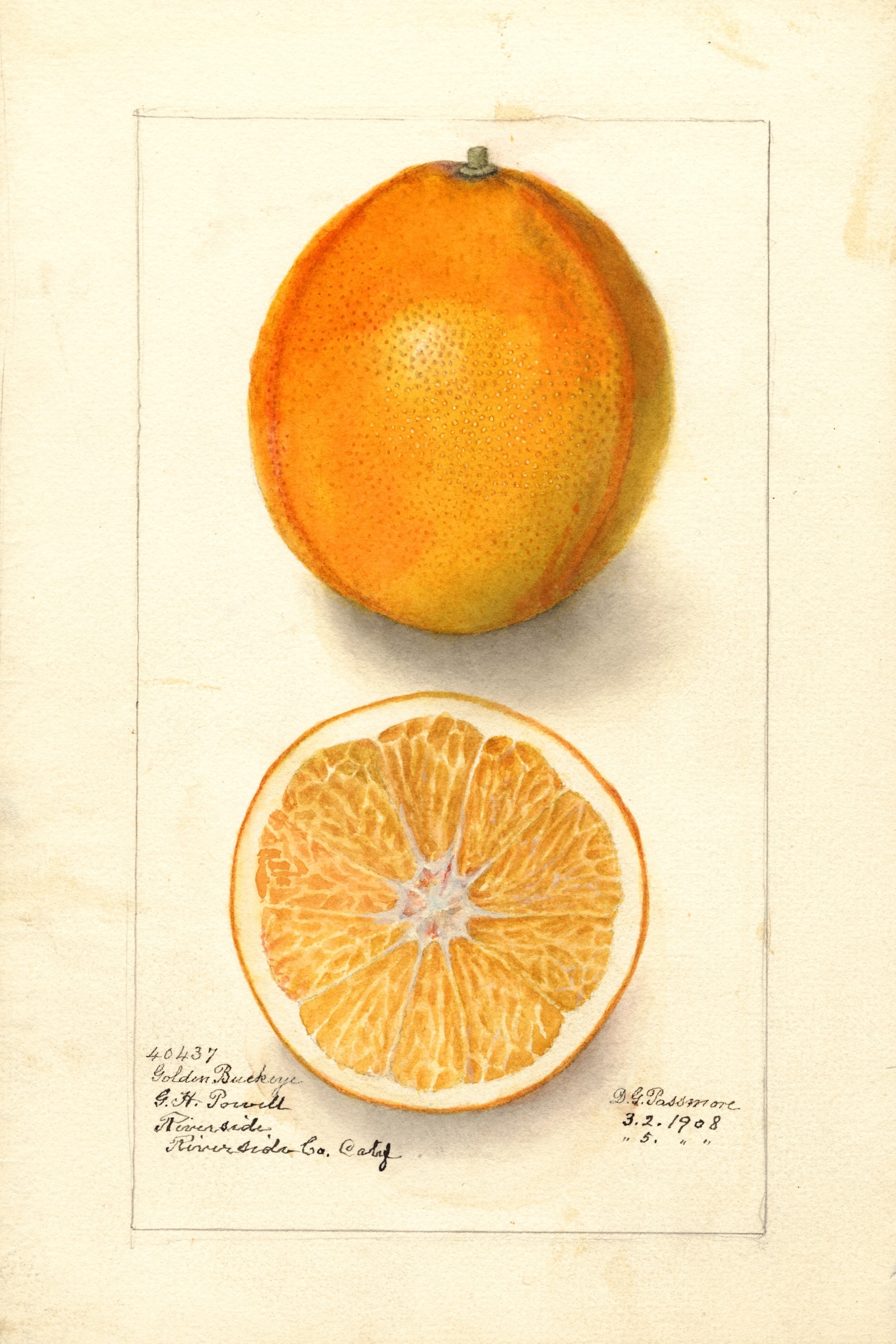Golden Buckeye Orange