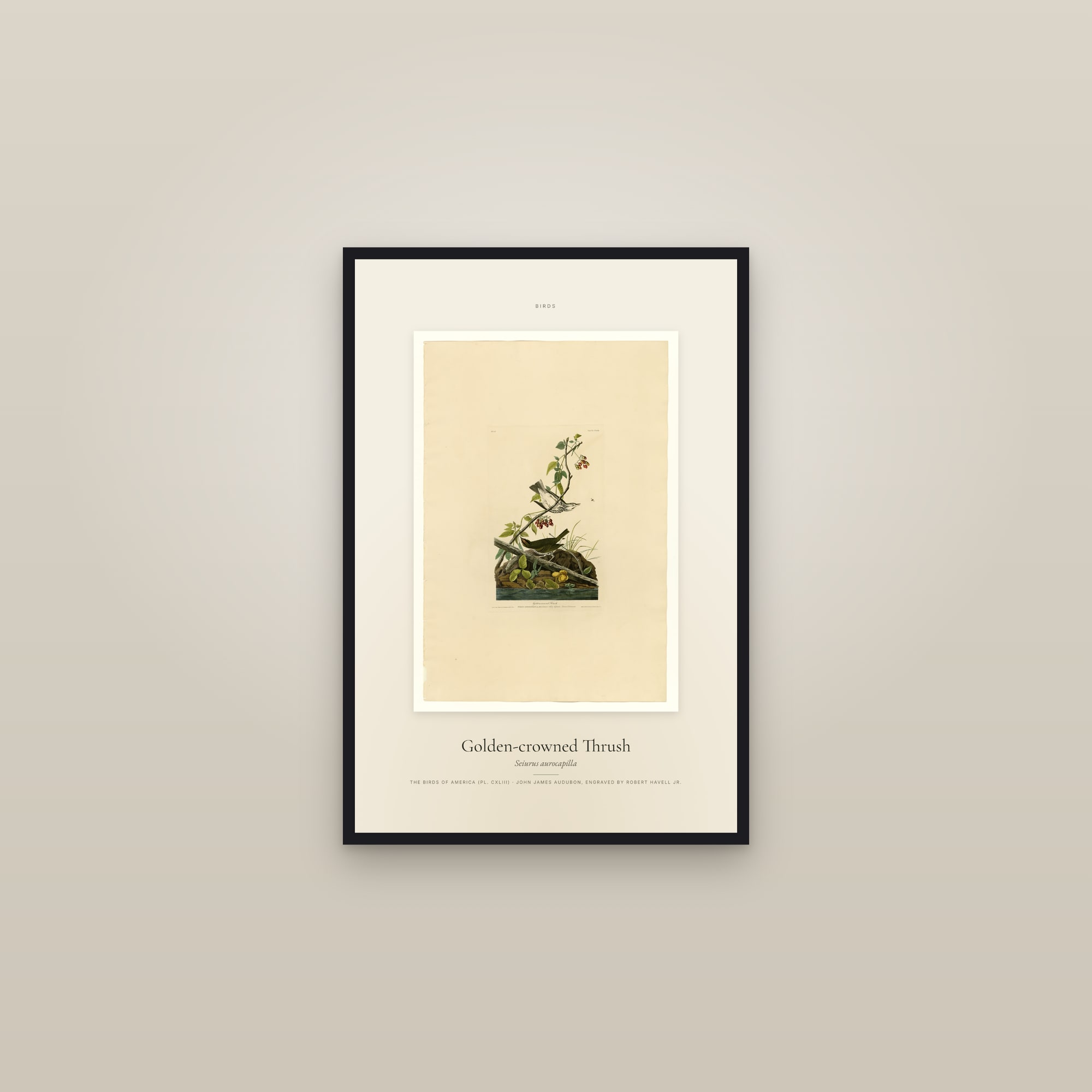 Golden-crowned Thrush — Specimen — framed in a gallery setting