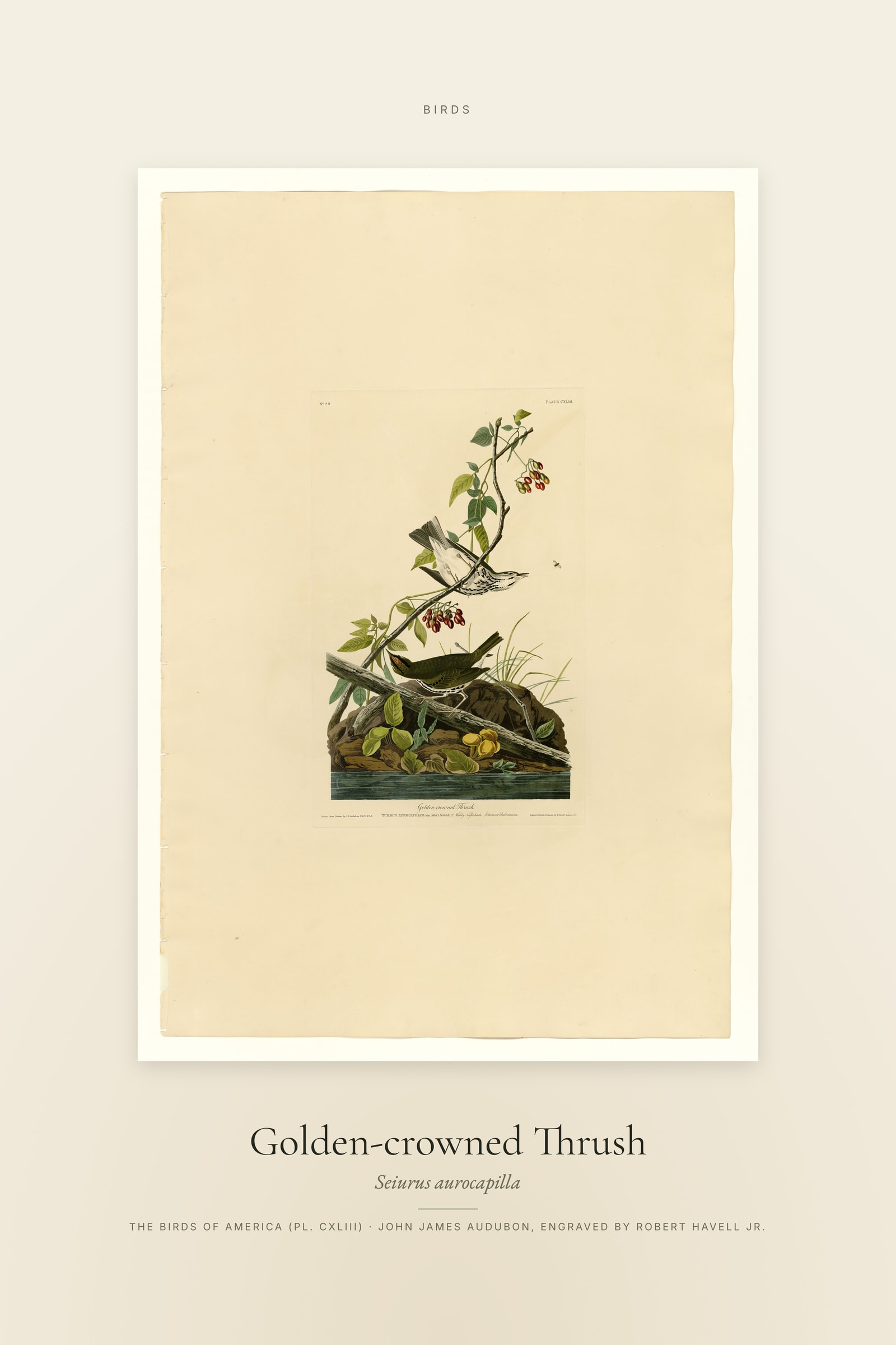 Golden-crowned Thrush — Specimen