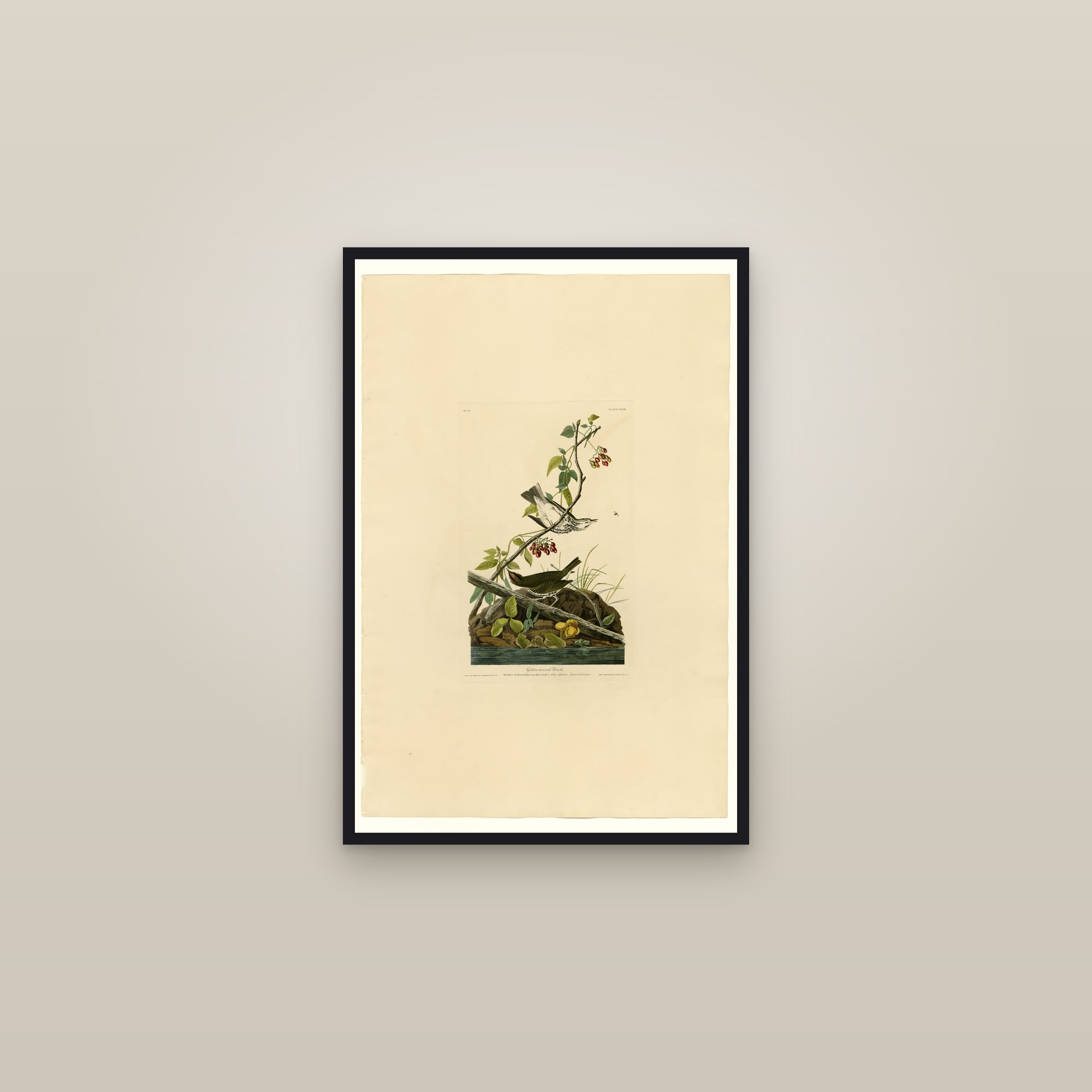 Golden-crowned Thrush — framed in a gallery setting