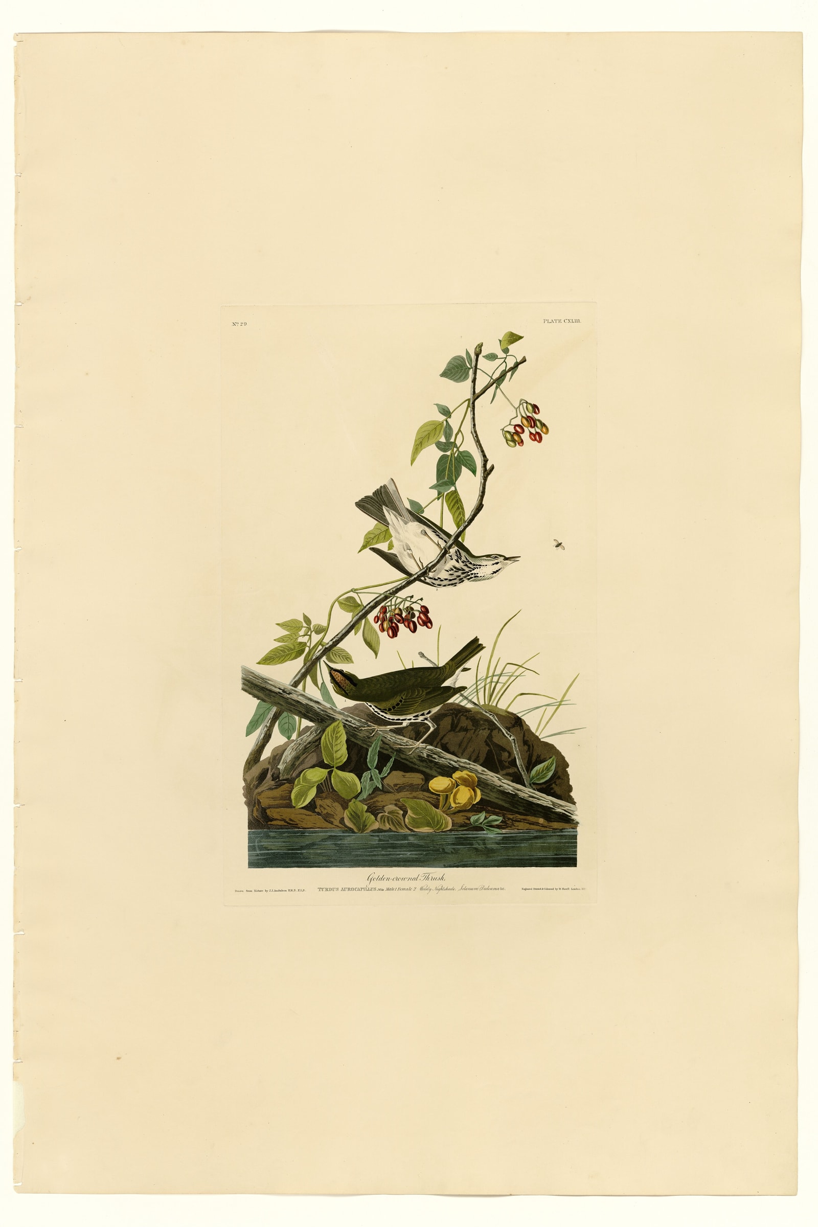 Golden-crowned Thrush
