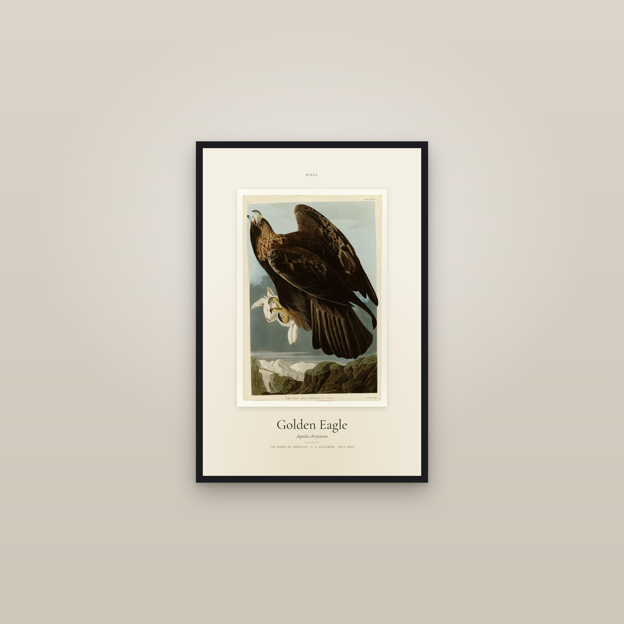 Golden Eagle — Specimen — framed in a gallery setting