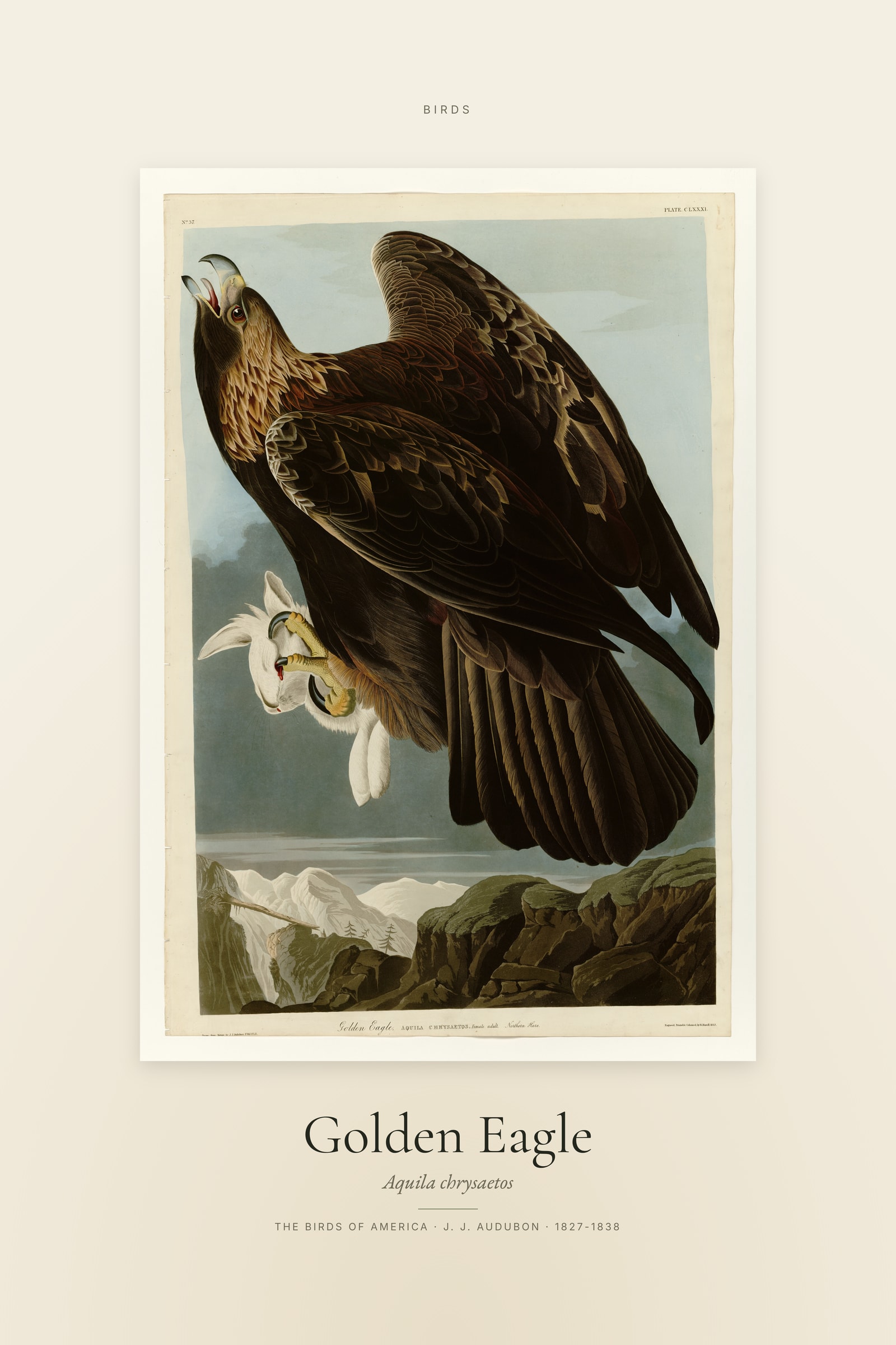 Golden Eagle — Specimen