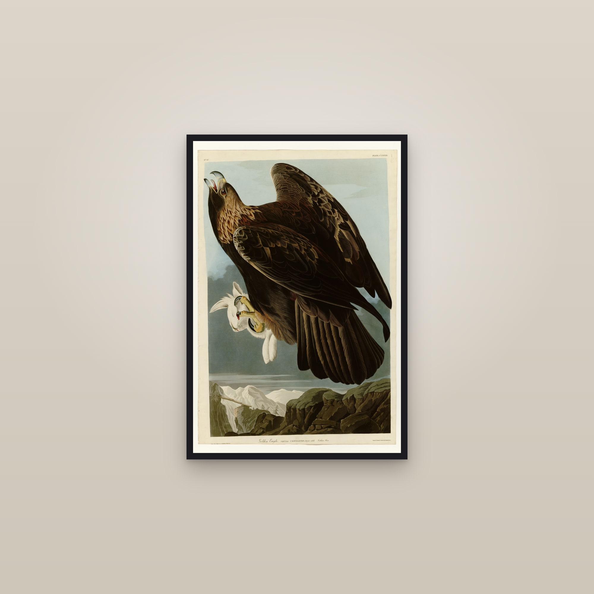 Golden Eagle — framed in a gallery setting